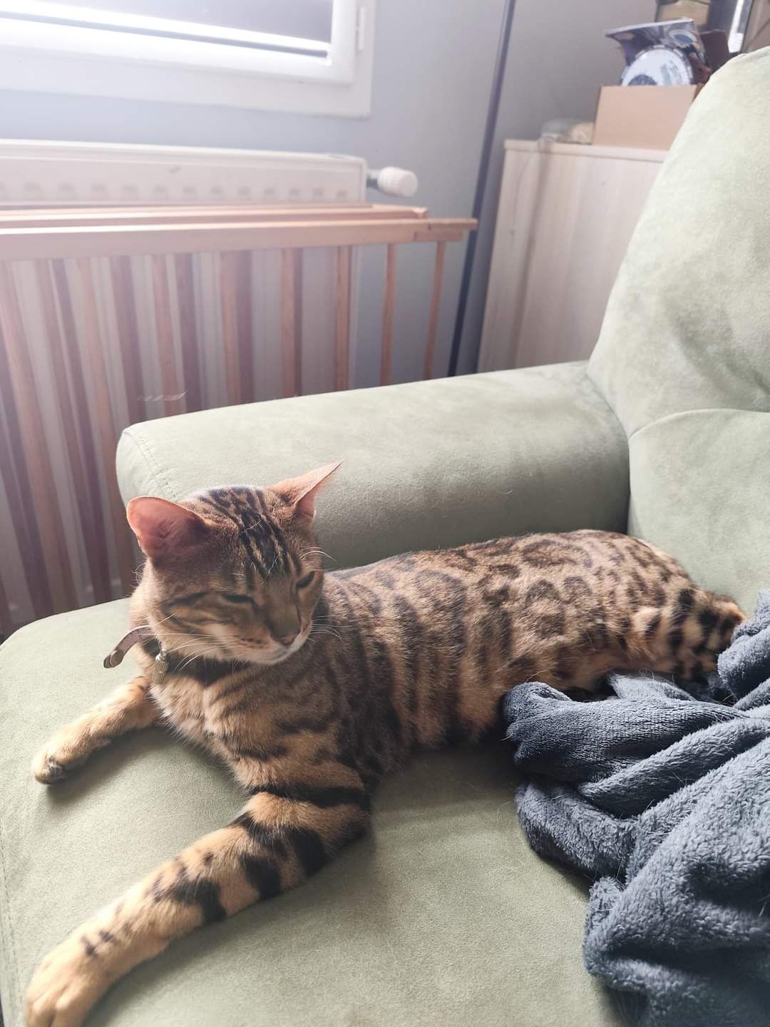 Léo  - Rue Olivier Brillouet, Surgères