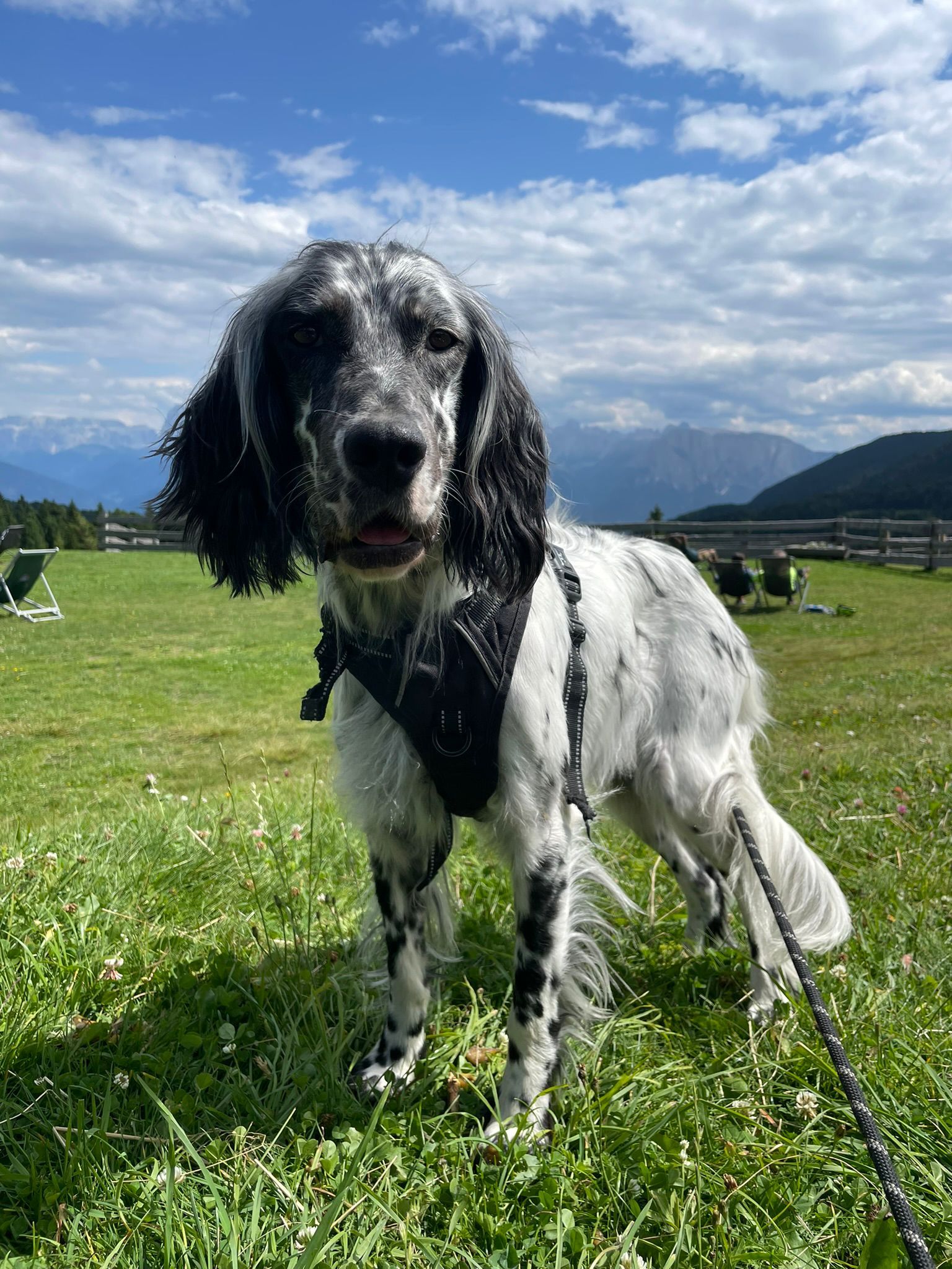 Penny - Via Padana Superiore, Vimodrone