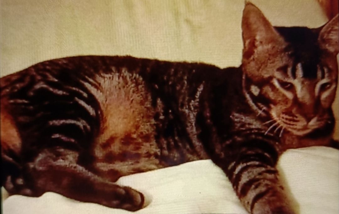 Titu - Sushant Lok 1 Road, Gurugram