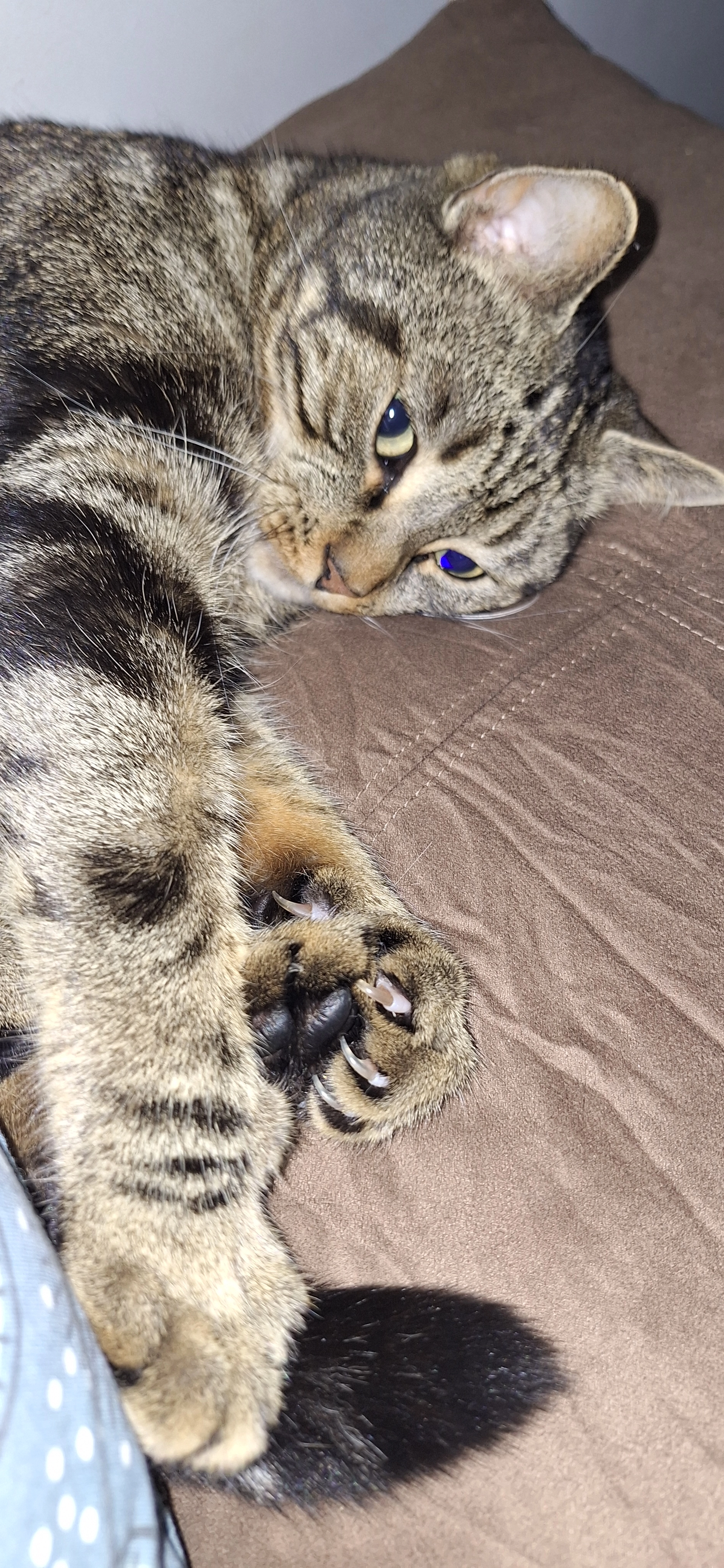 Réglisse  - Rue Des Bergeons, Trémuson