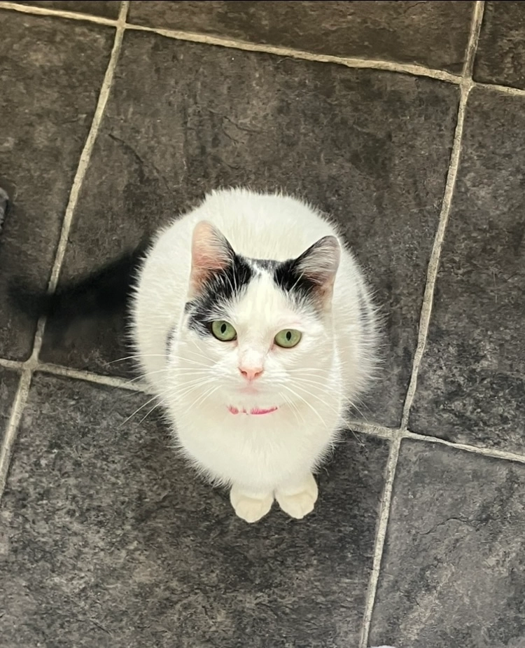 Mrs kitty  - Saint Brigid's Place, Sligo