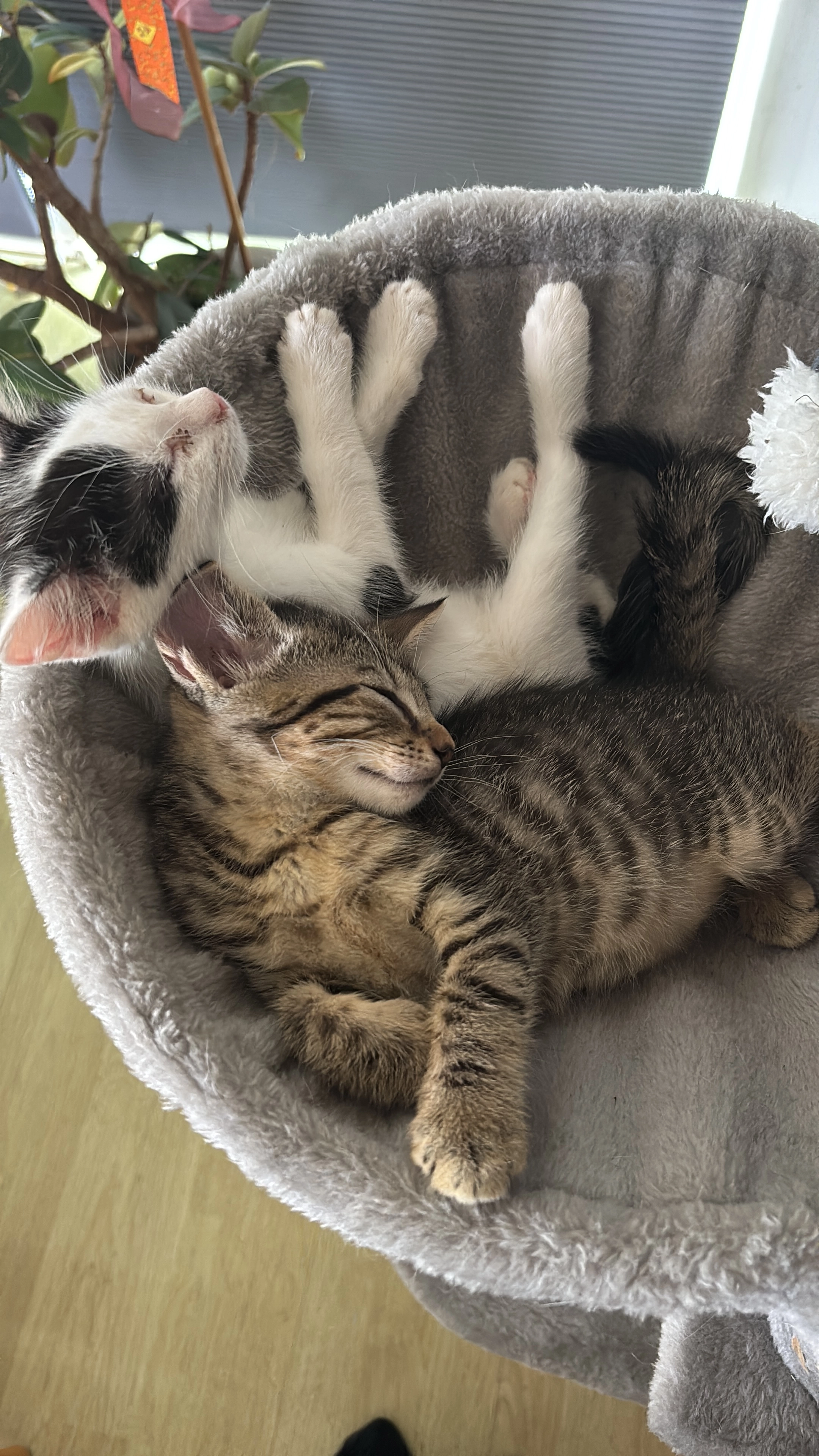 Lola und Fridolin  - Grüber Straße 3, Ehingen