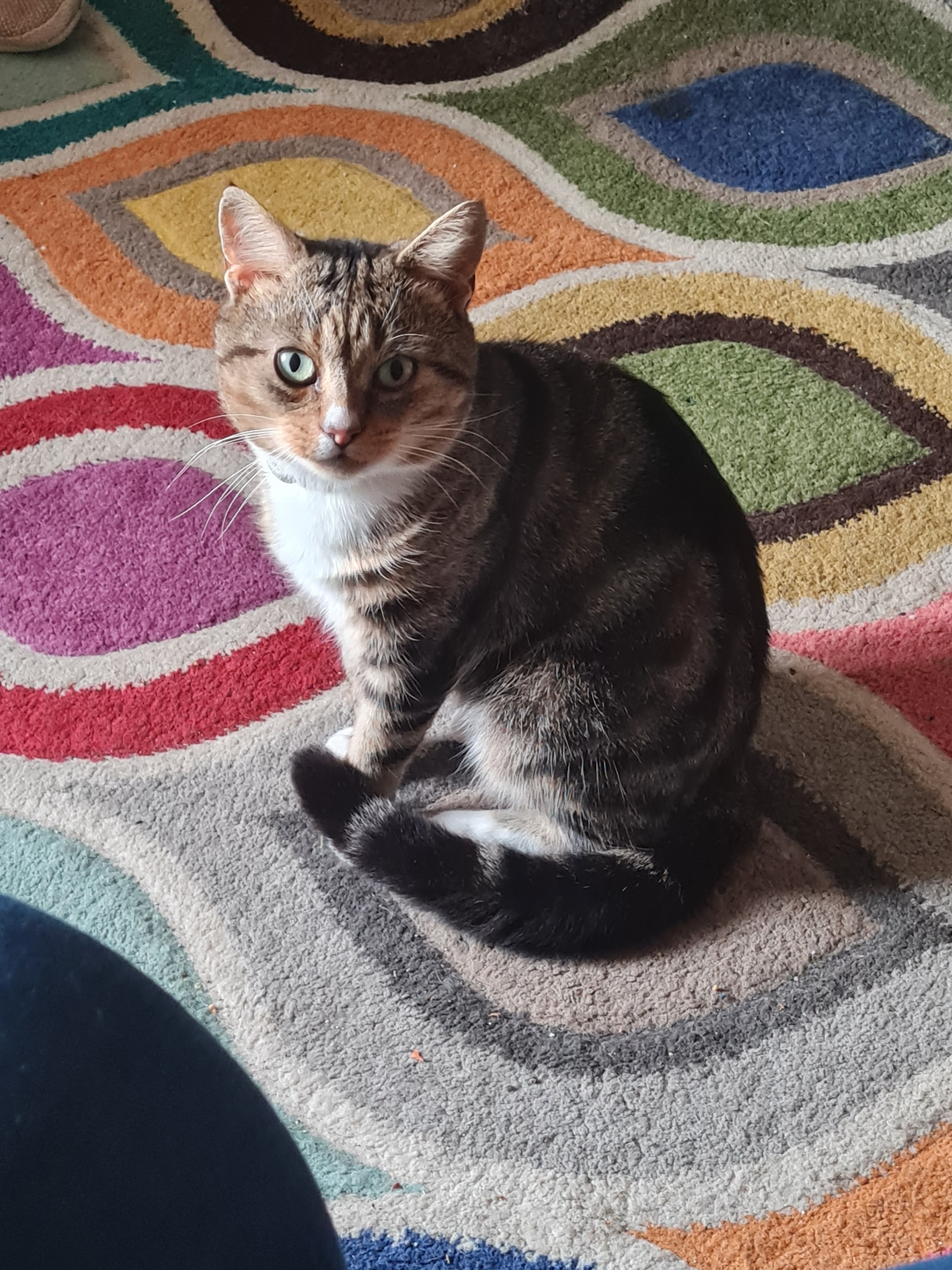 Arthur  - Ashe Crescent, Chippenham