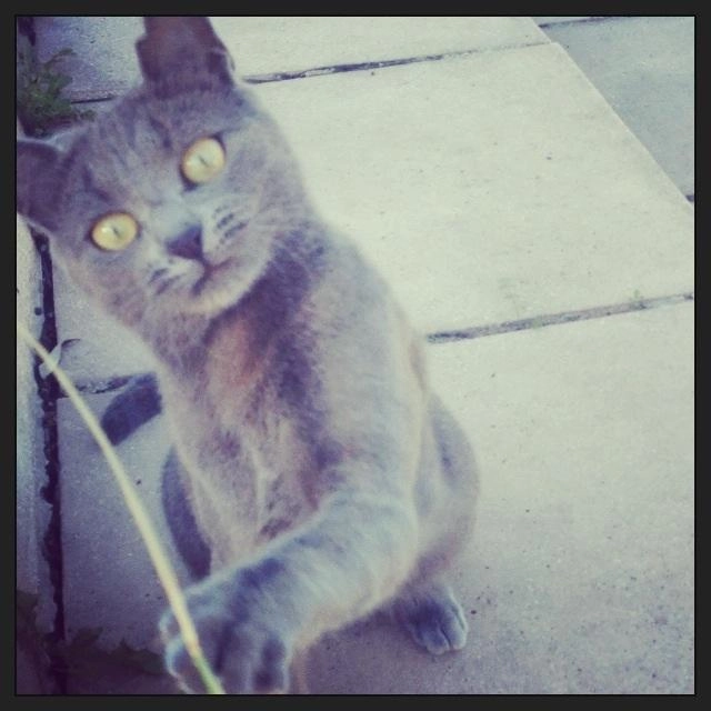 Minette  - 618 Chemin Sous Saint-Étienne, Alès