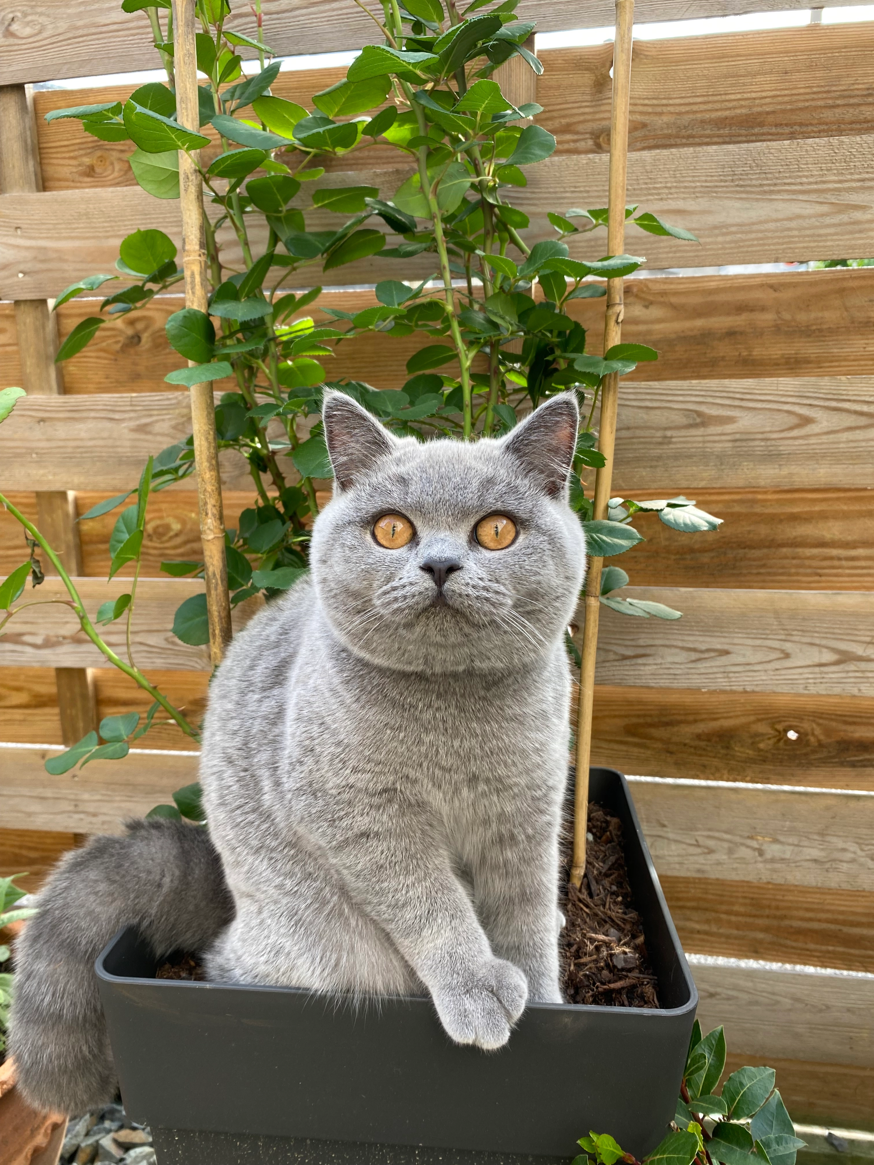 Mozart - 22 Rue André Delon, Brive-la-Gaillarde