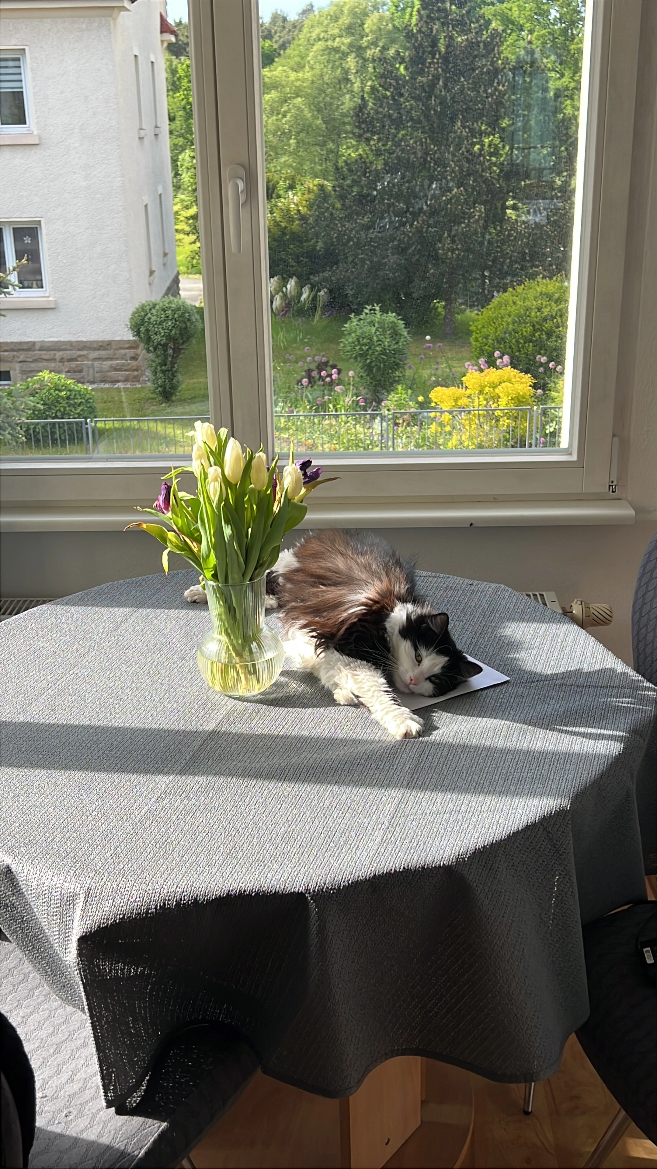 Lotti, Lienchen  - Radeburger Straße 15, Ottendorf-Okrilla