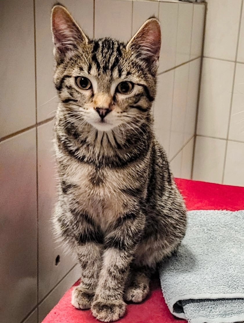 Rocky - Bordighera Allee, Neckarsulm