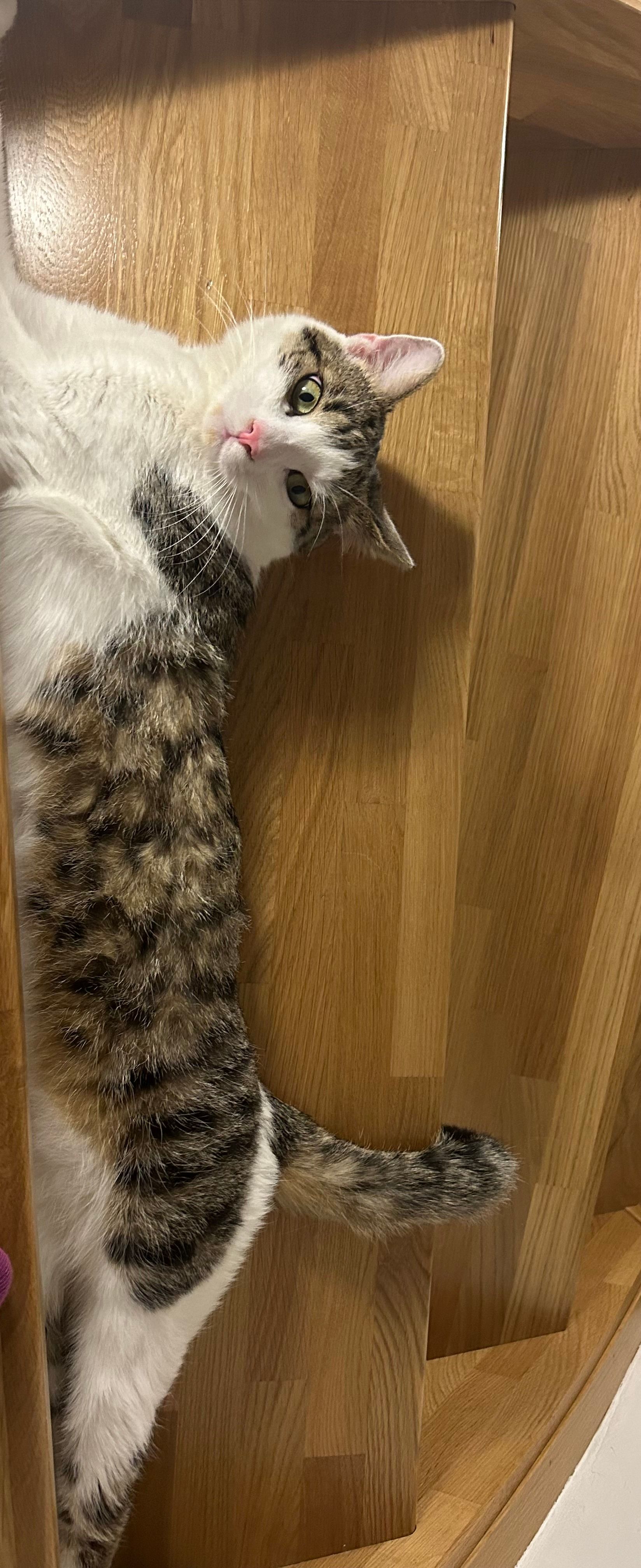 Cookie - Weinbergweg, Fürstenfeld