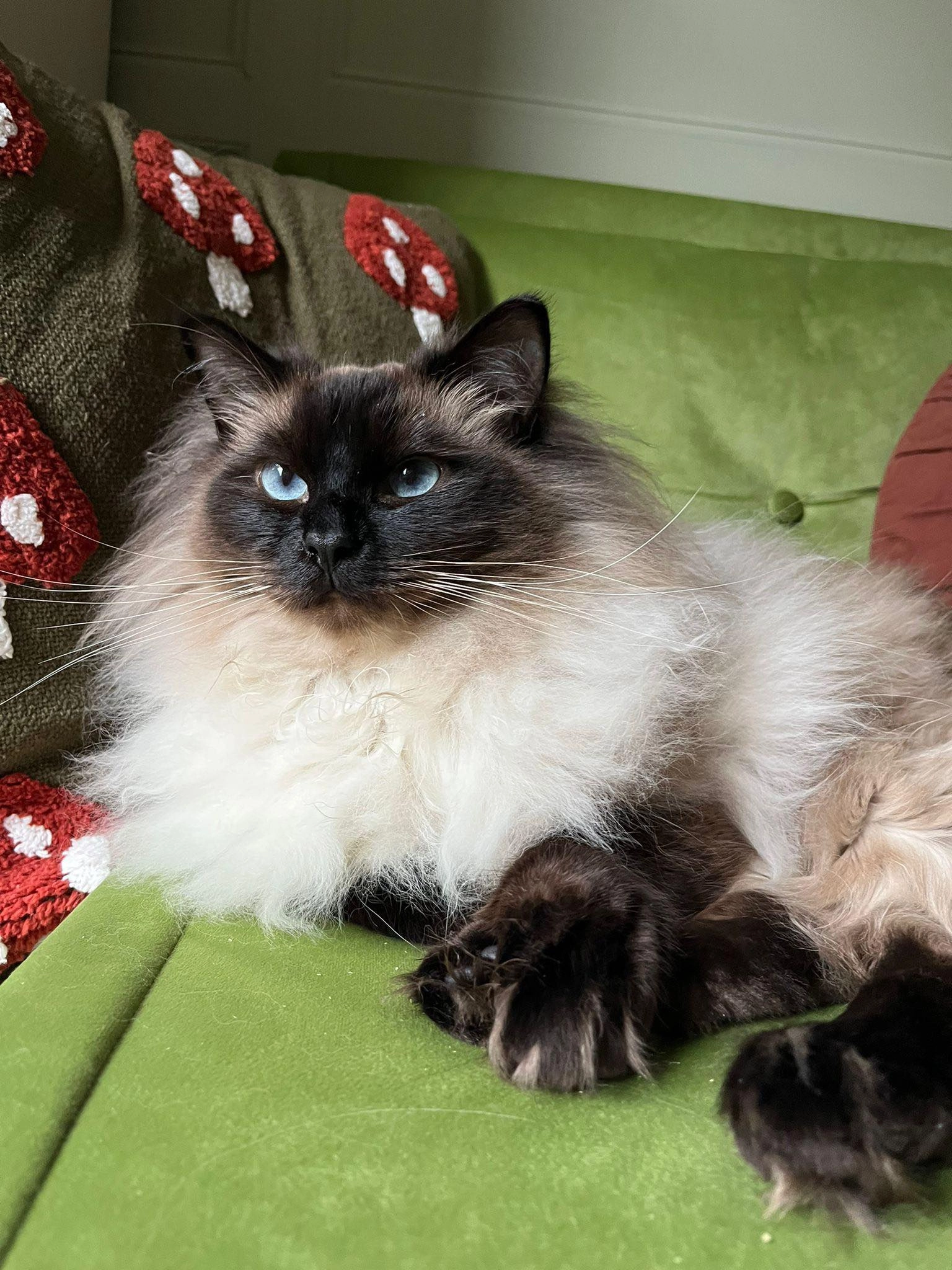 Gus - The Green, Stoke-on-Trent