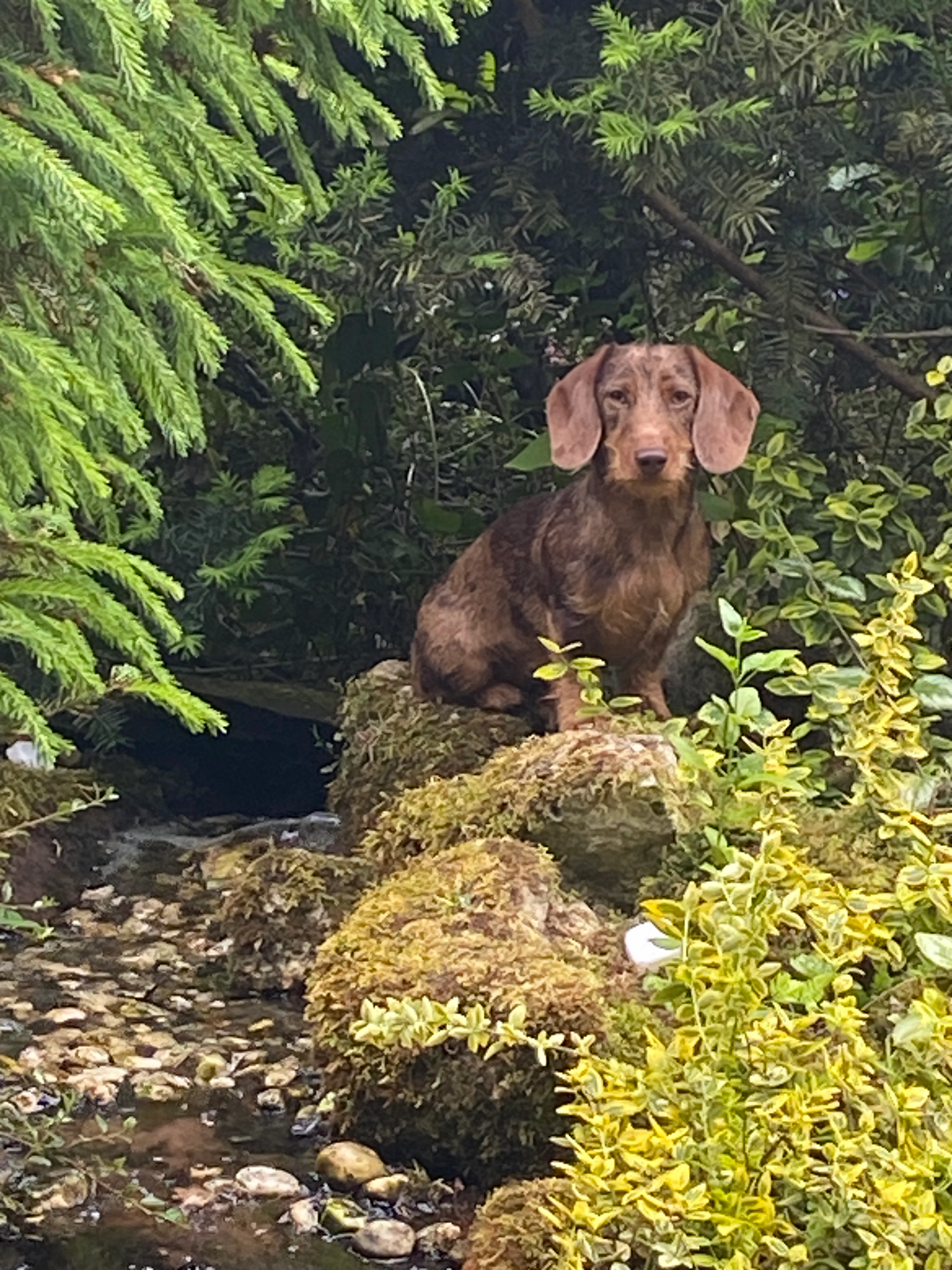 Latte - Coevorderweg, Stegeren