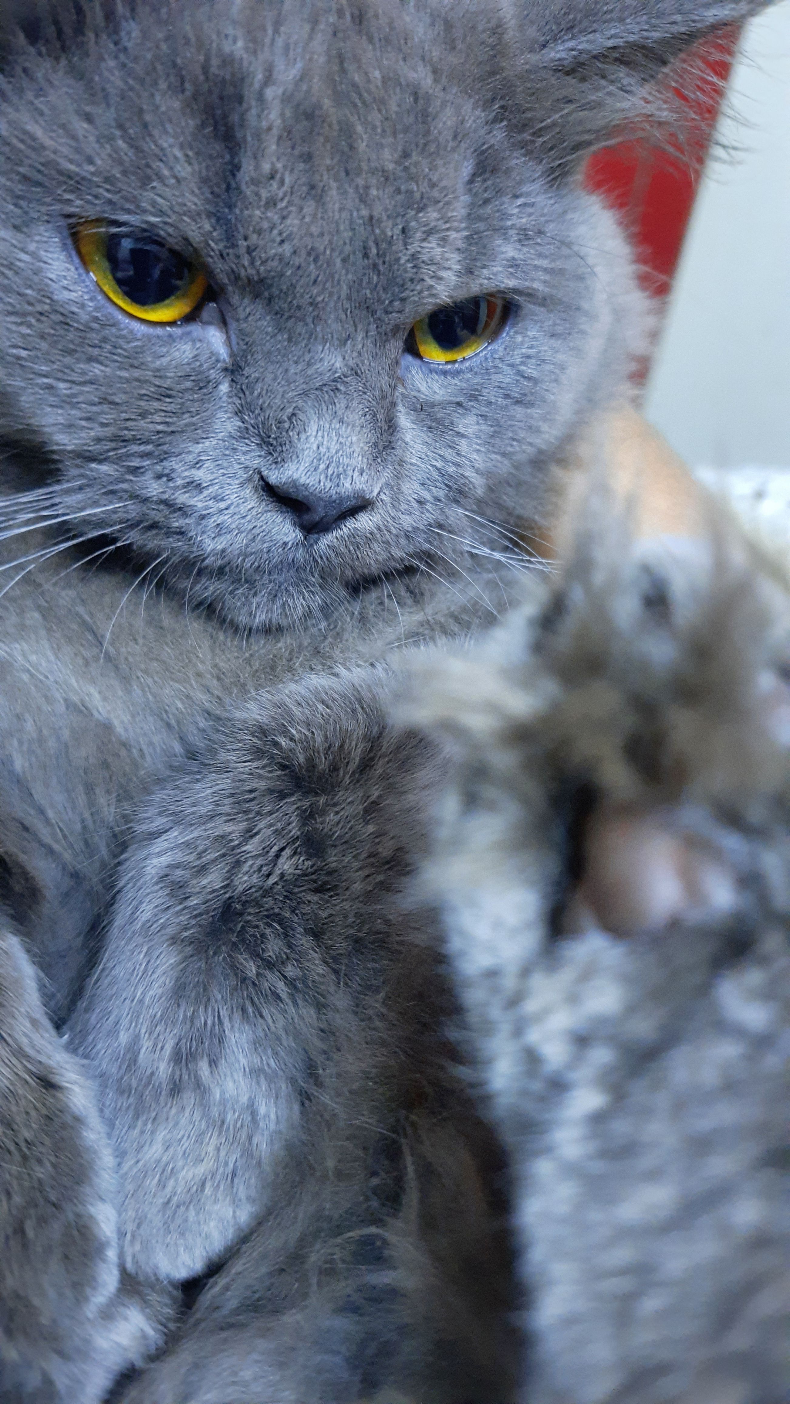 Angel - Urdu Bazaar Road, New Delhi