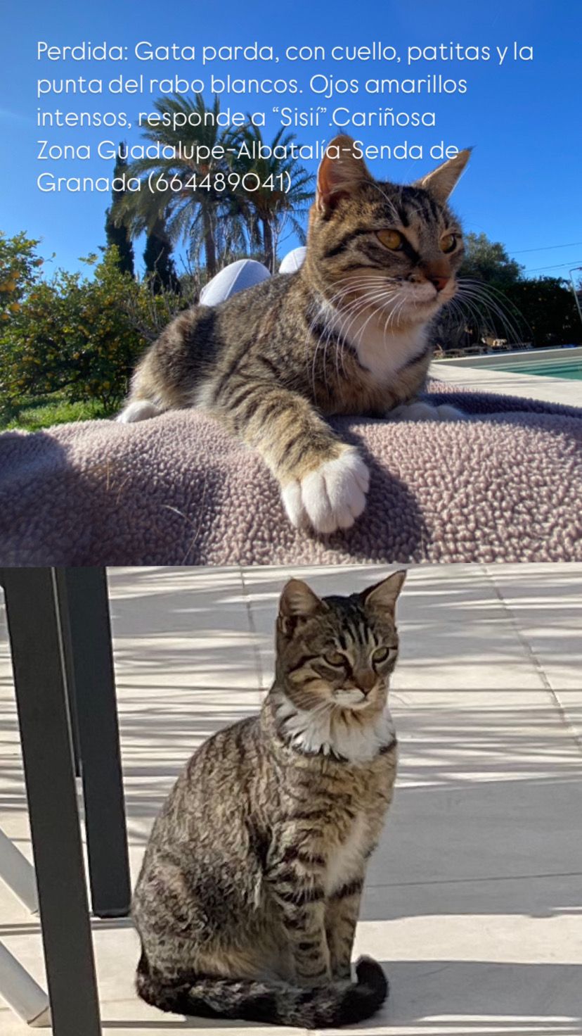 Sisíi - Ds Carril Guadalupe (Albatalia La), Murcia