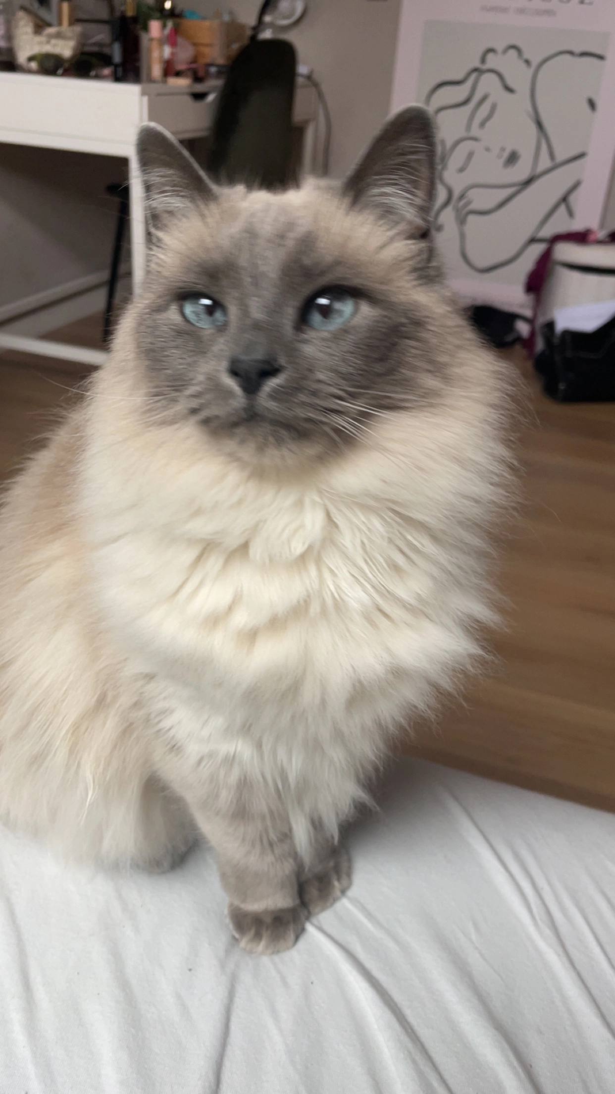 Snow  - Carl Fellingerweg, Idsegahuizum