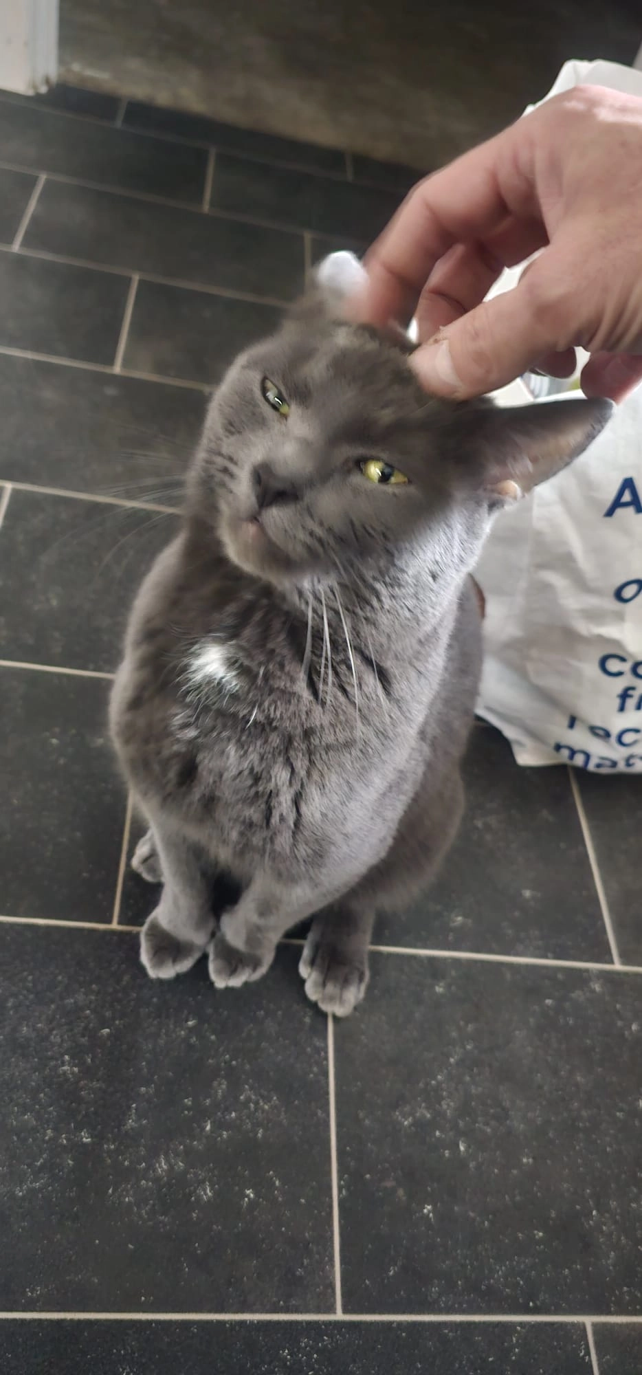 Sinbad - Cape Ruby Close, Cheltenham