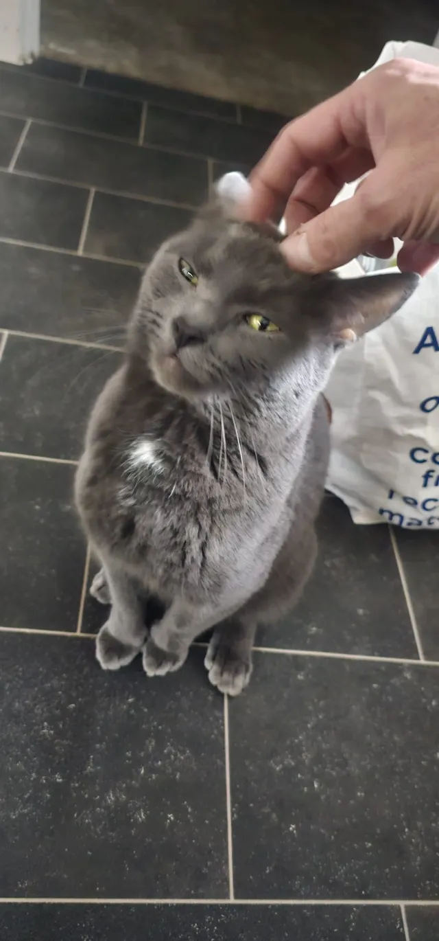 Sinbad - Cape Ruby Close, Cheltenham