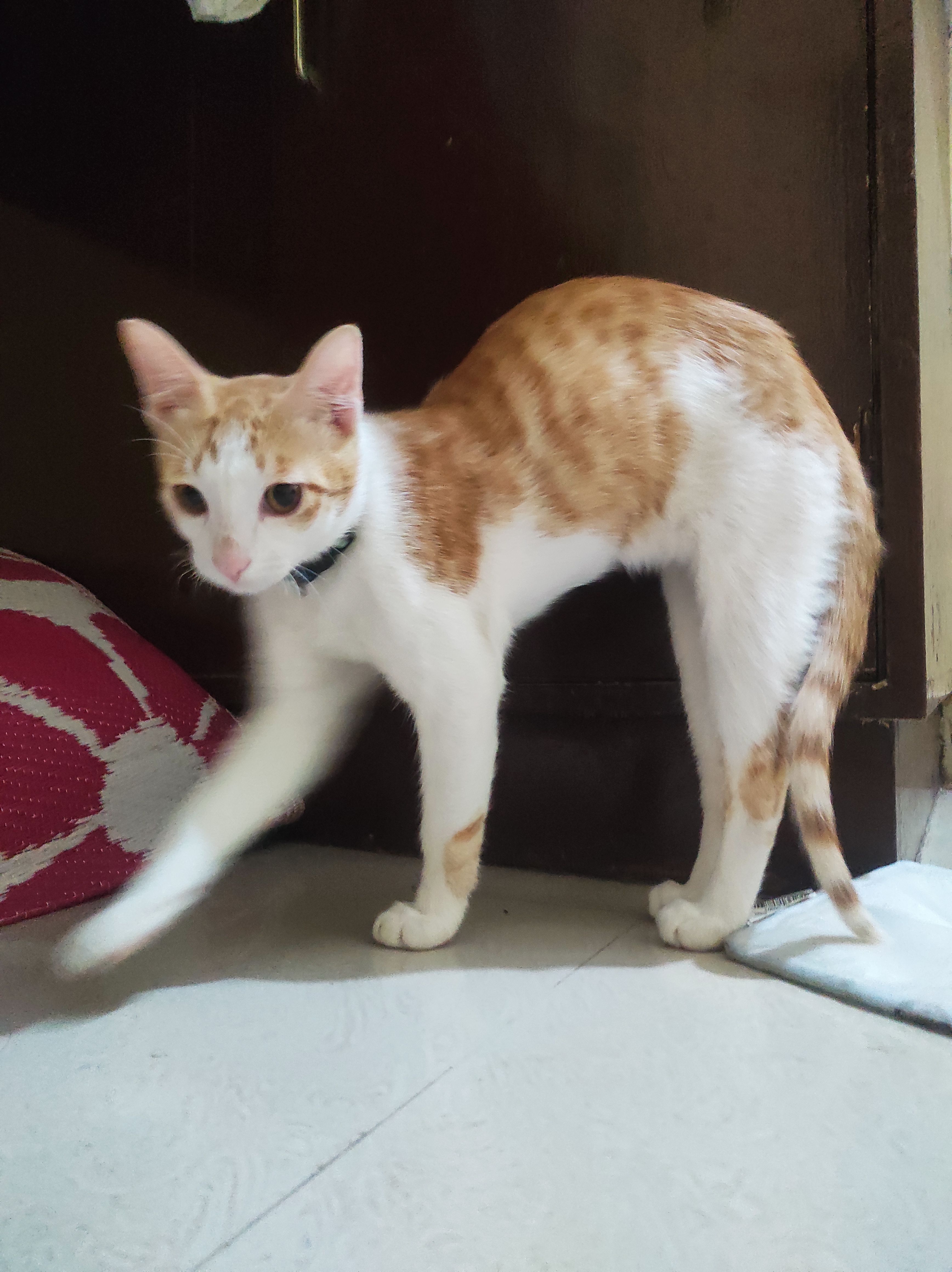 Cherry - Lr Bande Road, Bengaluru