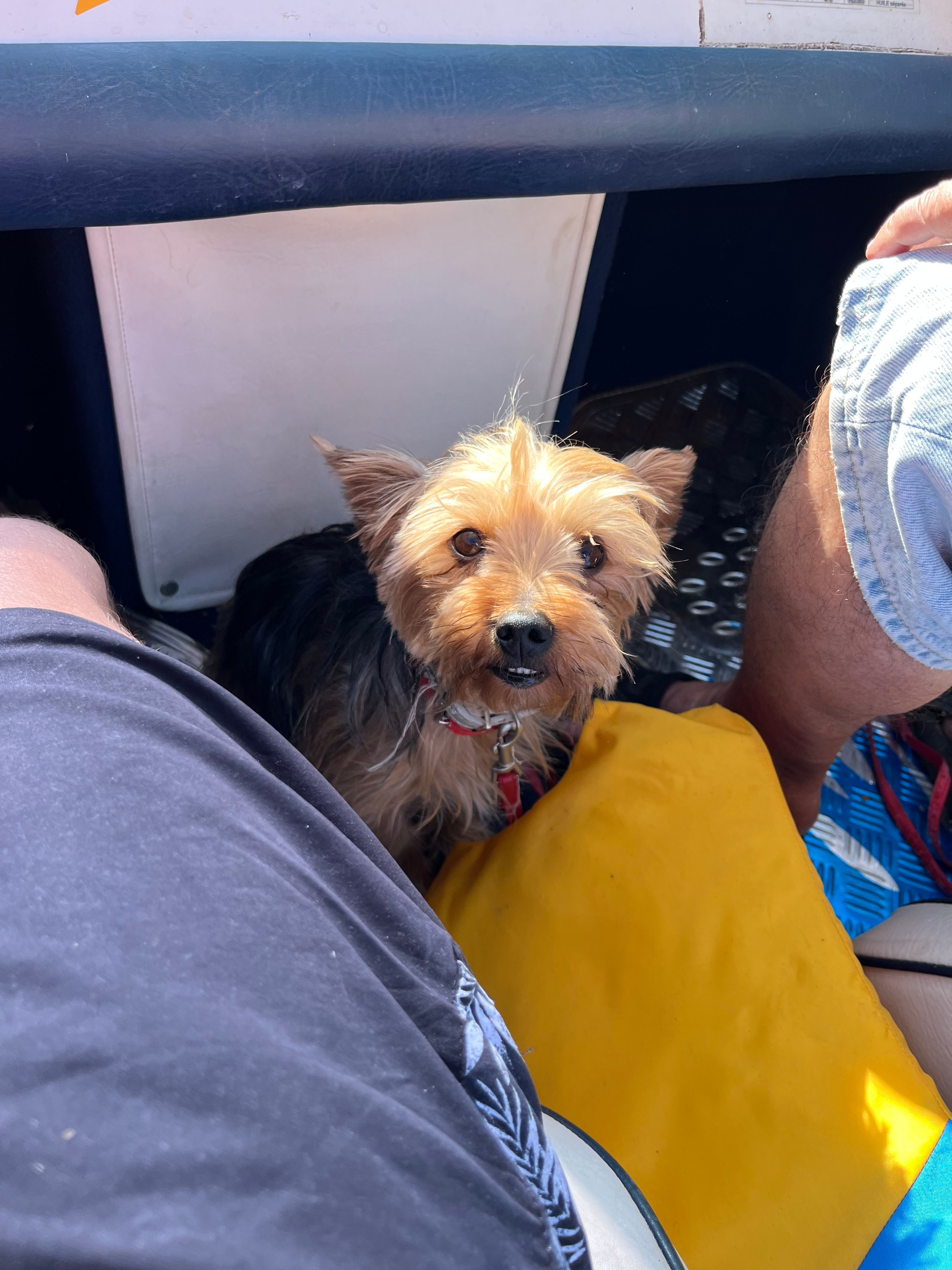 Pepper - Chemin Des Garrabets, Castelnau-de-Lévis