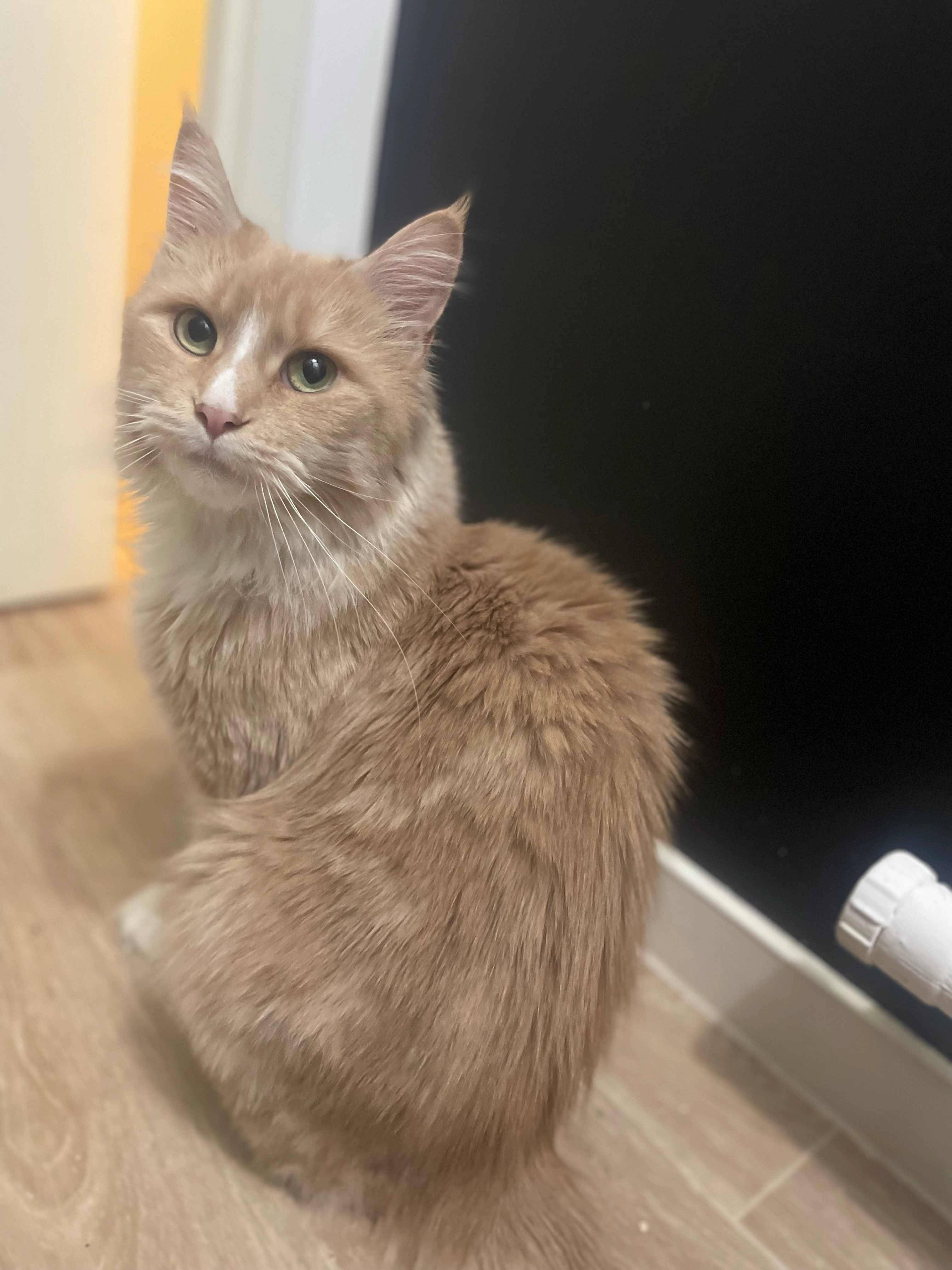 Nala  - Avenue Roger Salengro, Haubourdin