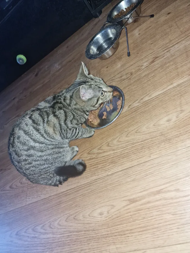 Cosmo  - Homeleigh Street, Waltham Cross