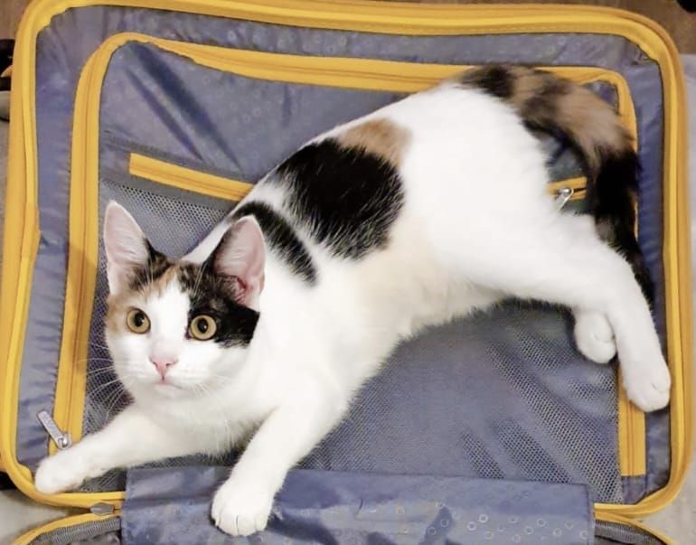 Noni - Jász Utca, Budapest