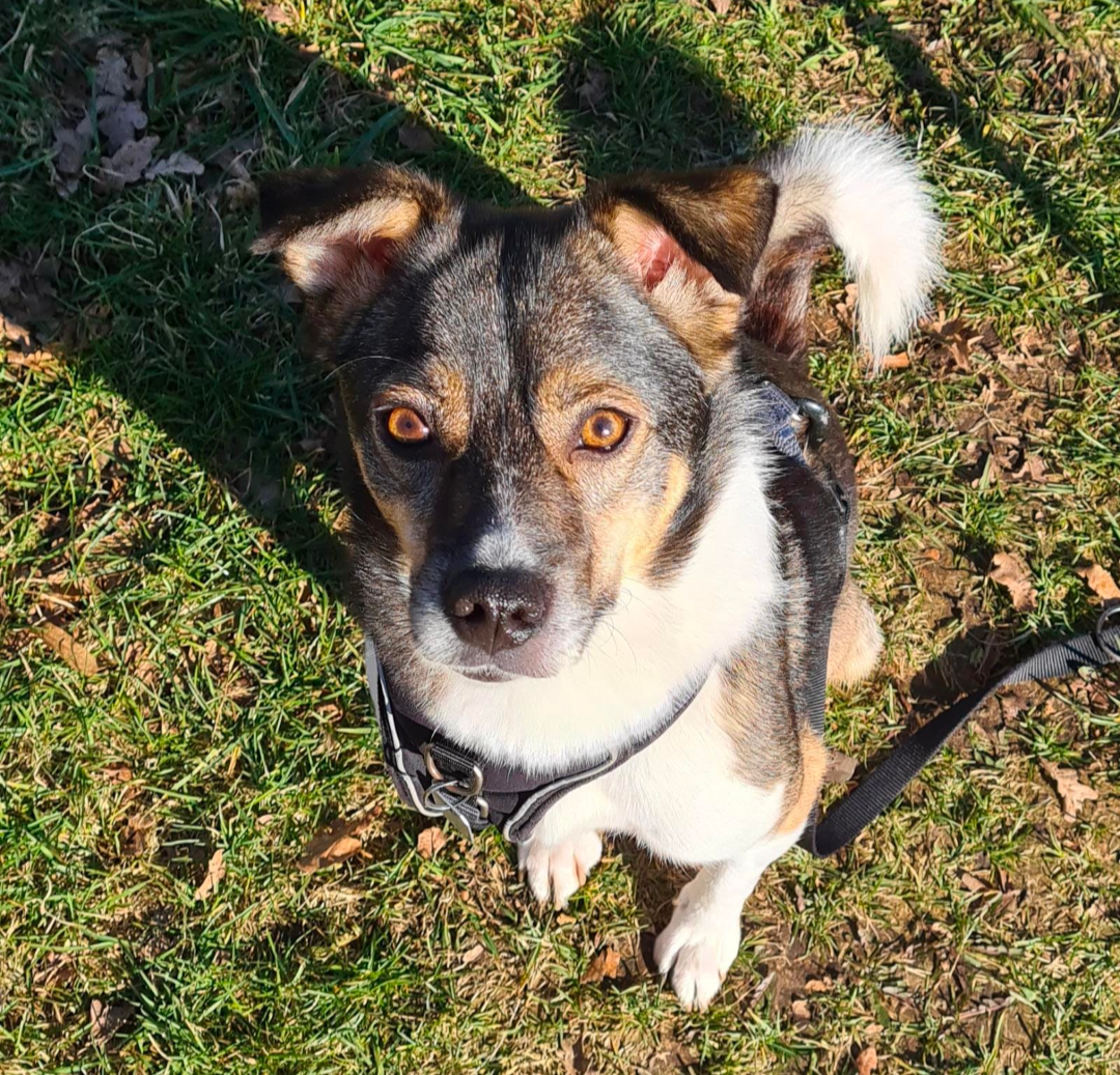 Darko - Ahrenshorst, Lohe-Föhrden