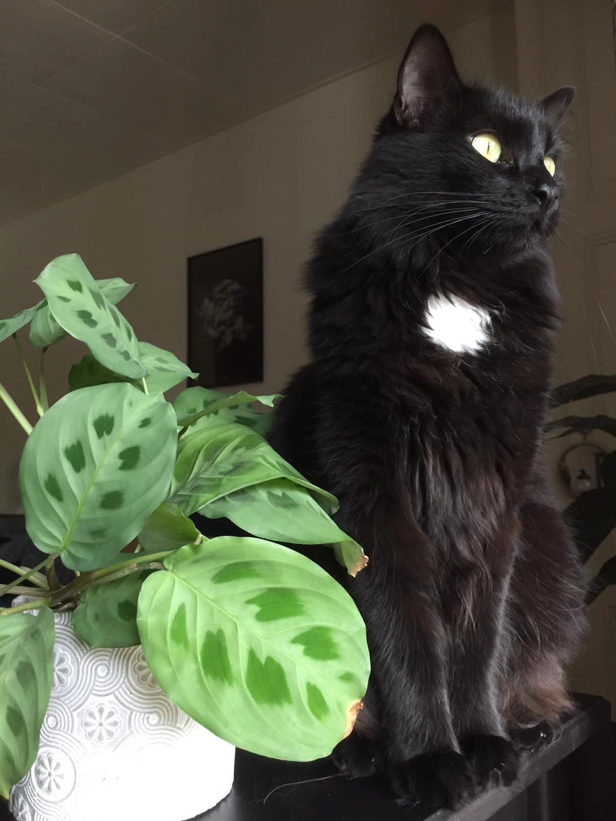 Calla - Chemin Du Châtelard, Feigères