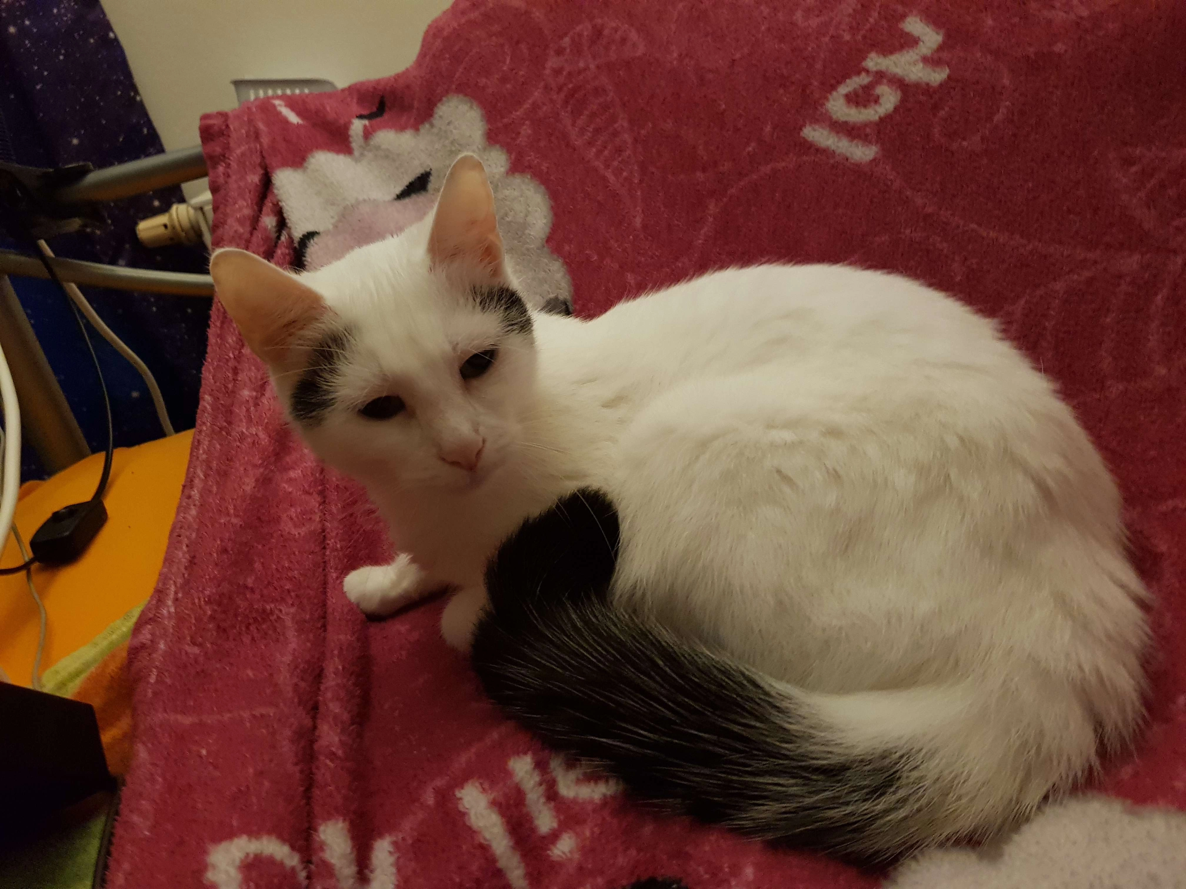 Urmel - Anger, Bad Langensalza