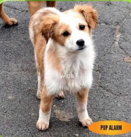 Maggy - Landgoedlaan, Apeldoorn