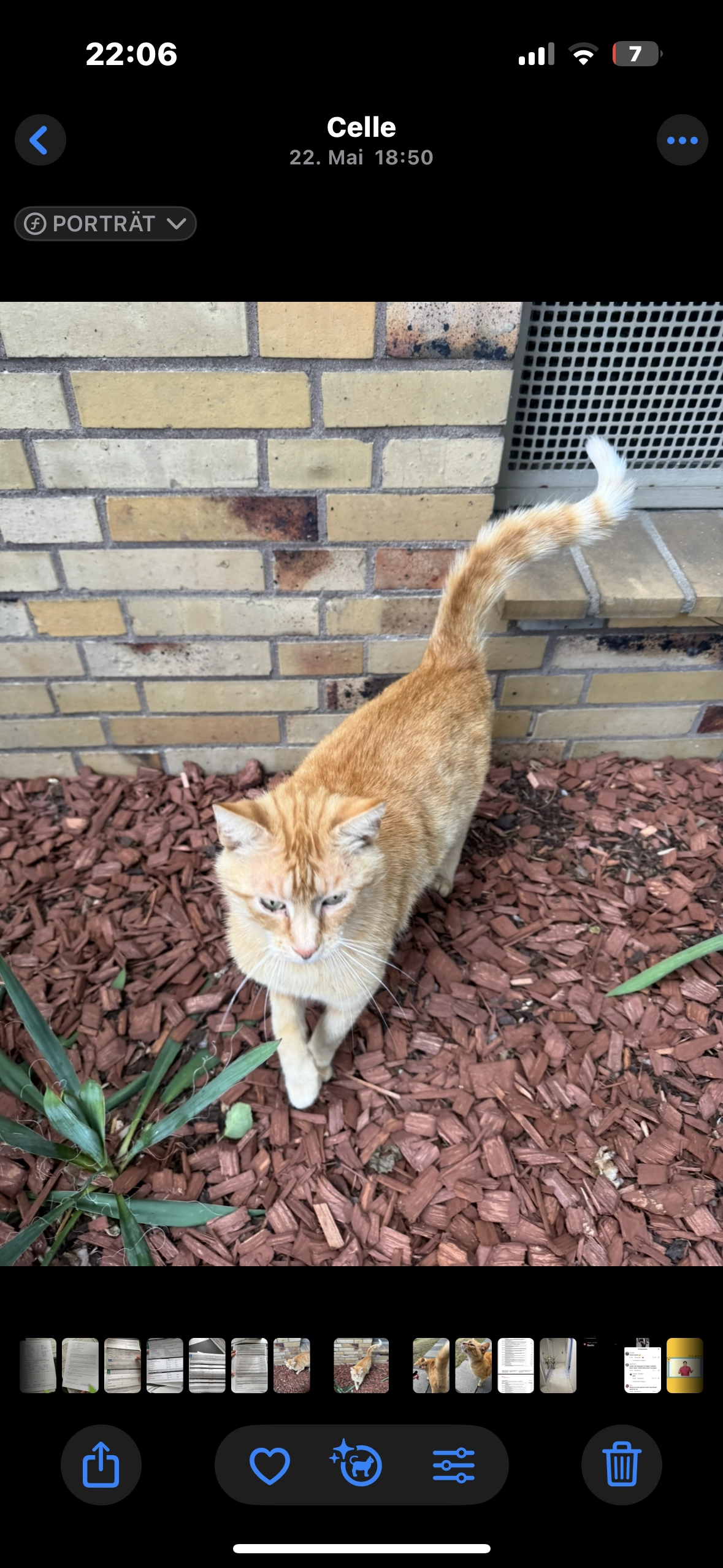 Simba - Immenweg, Celle