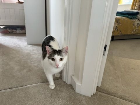 Rupert - Indus Street, Liskeard