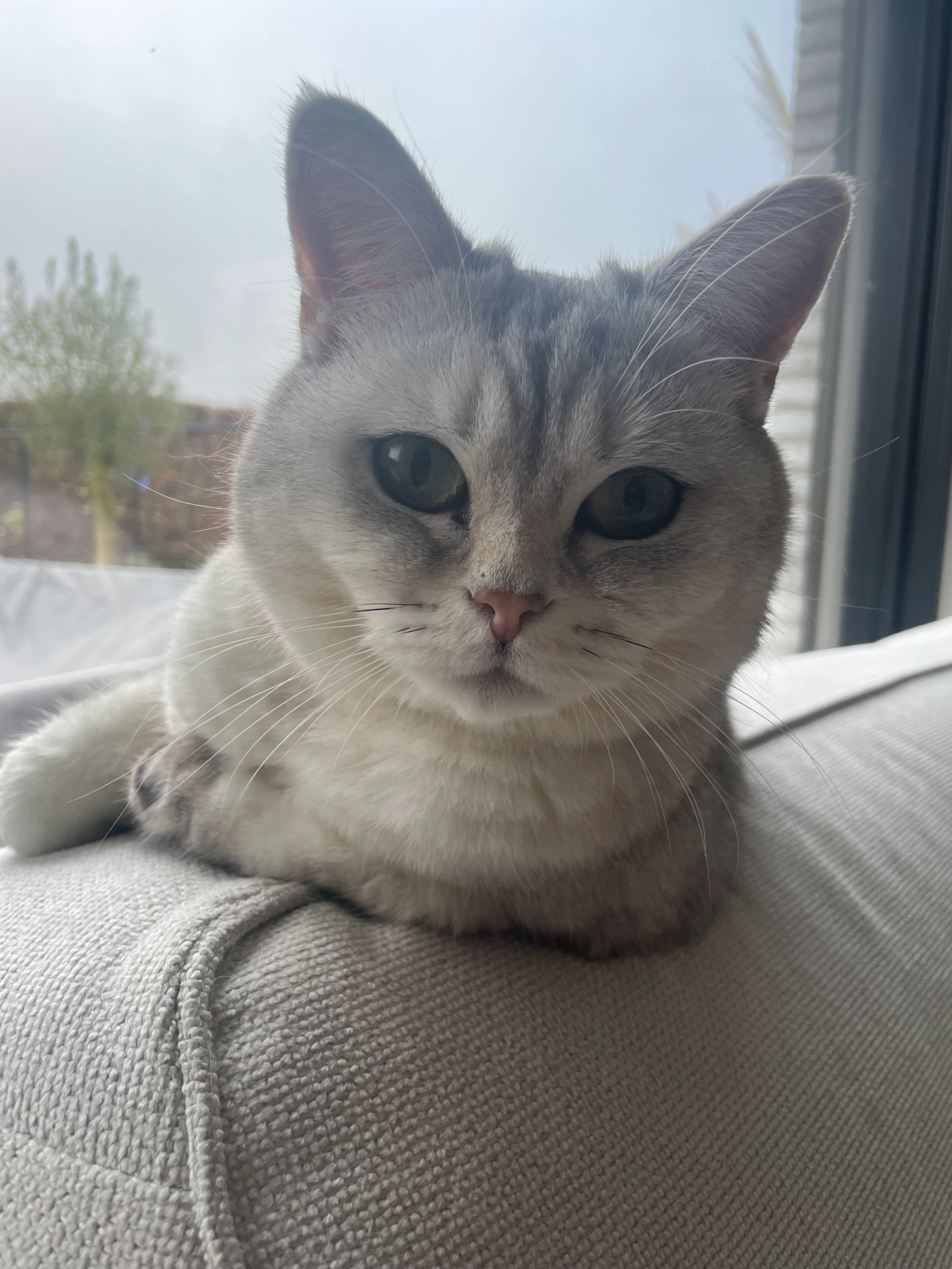 Limon - Dorpsveldstraat, Diest