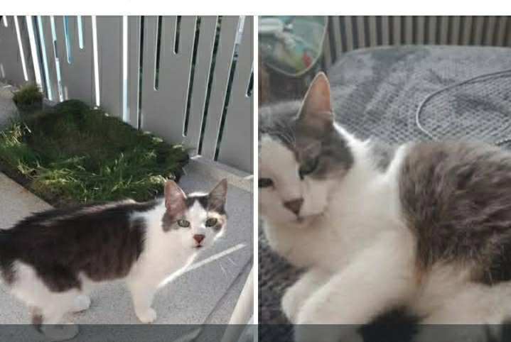 Lucky - Auf dem Bühl, Kempten