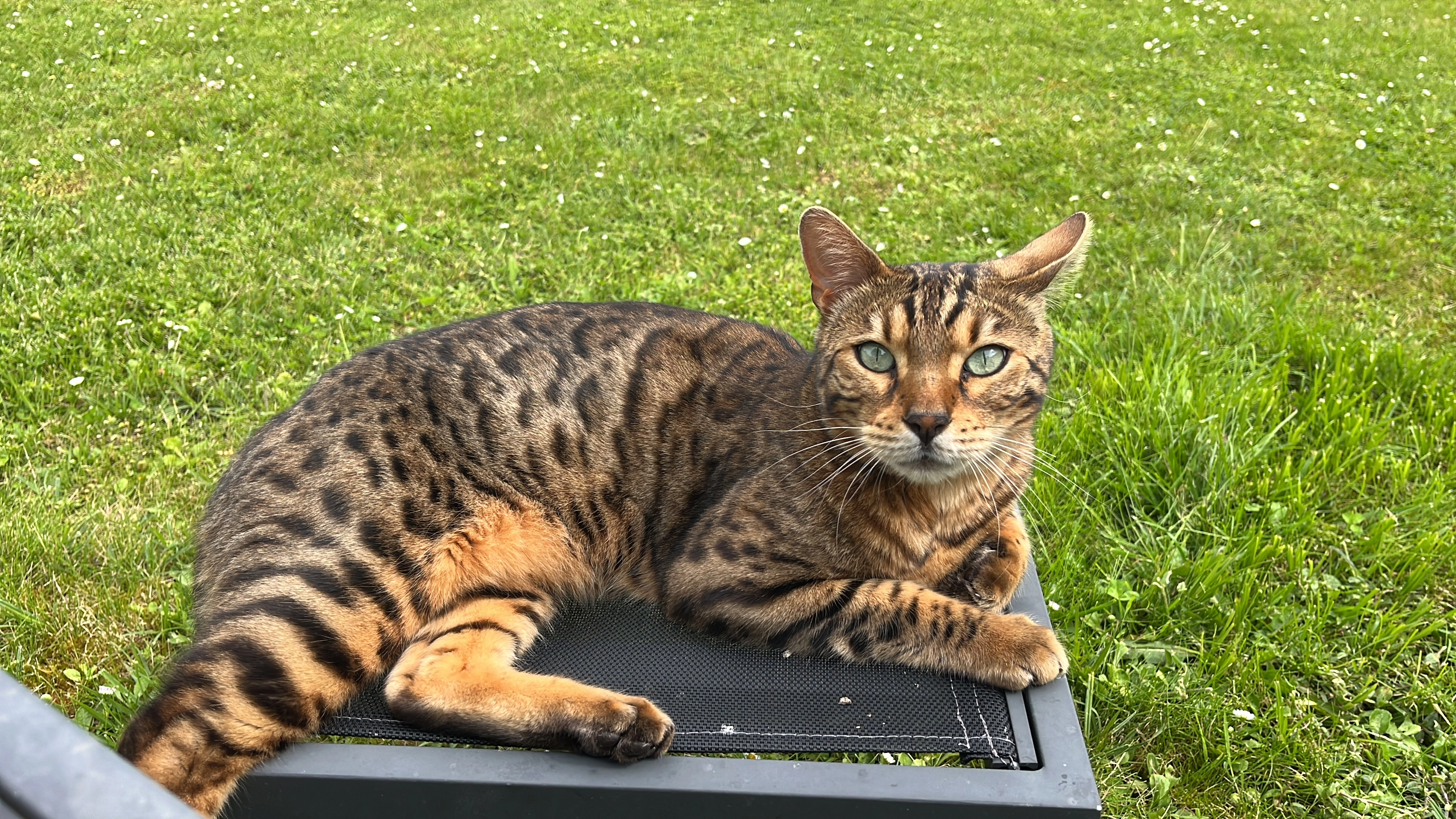 Philou - 2 Rue de la Gare, Ponthoile