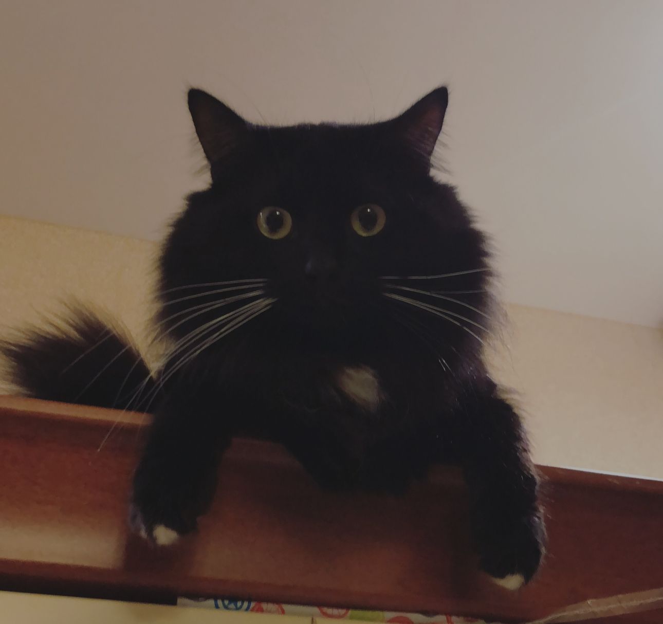 Shot  - Ronda Del 8 De Març, Montgat