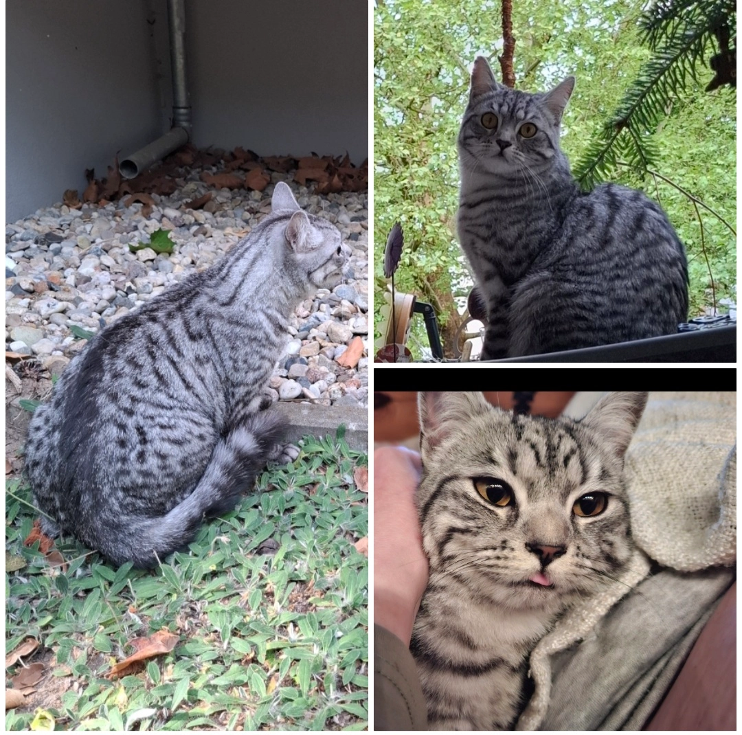 Merlin - Lupsteiner Weg, Berlin