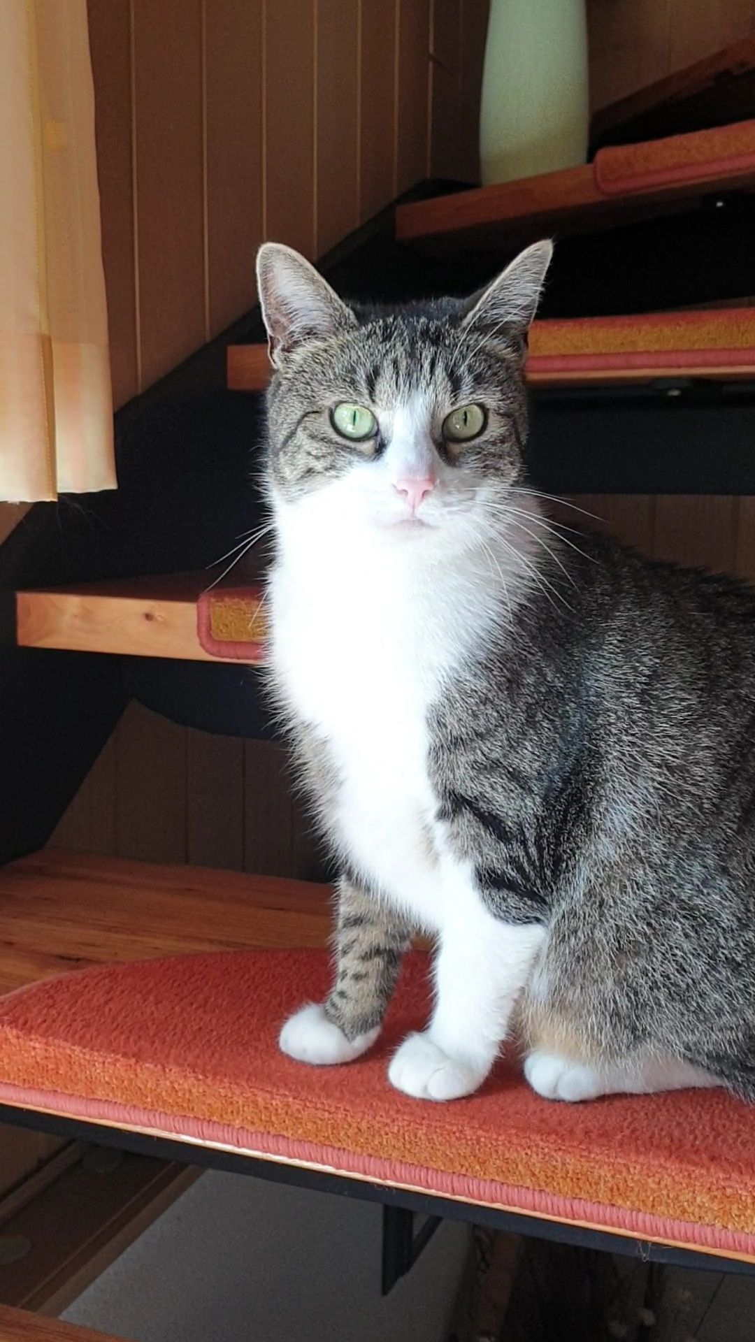 Stanley - Pfeiffersberg, Steinach