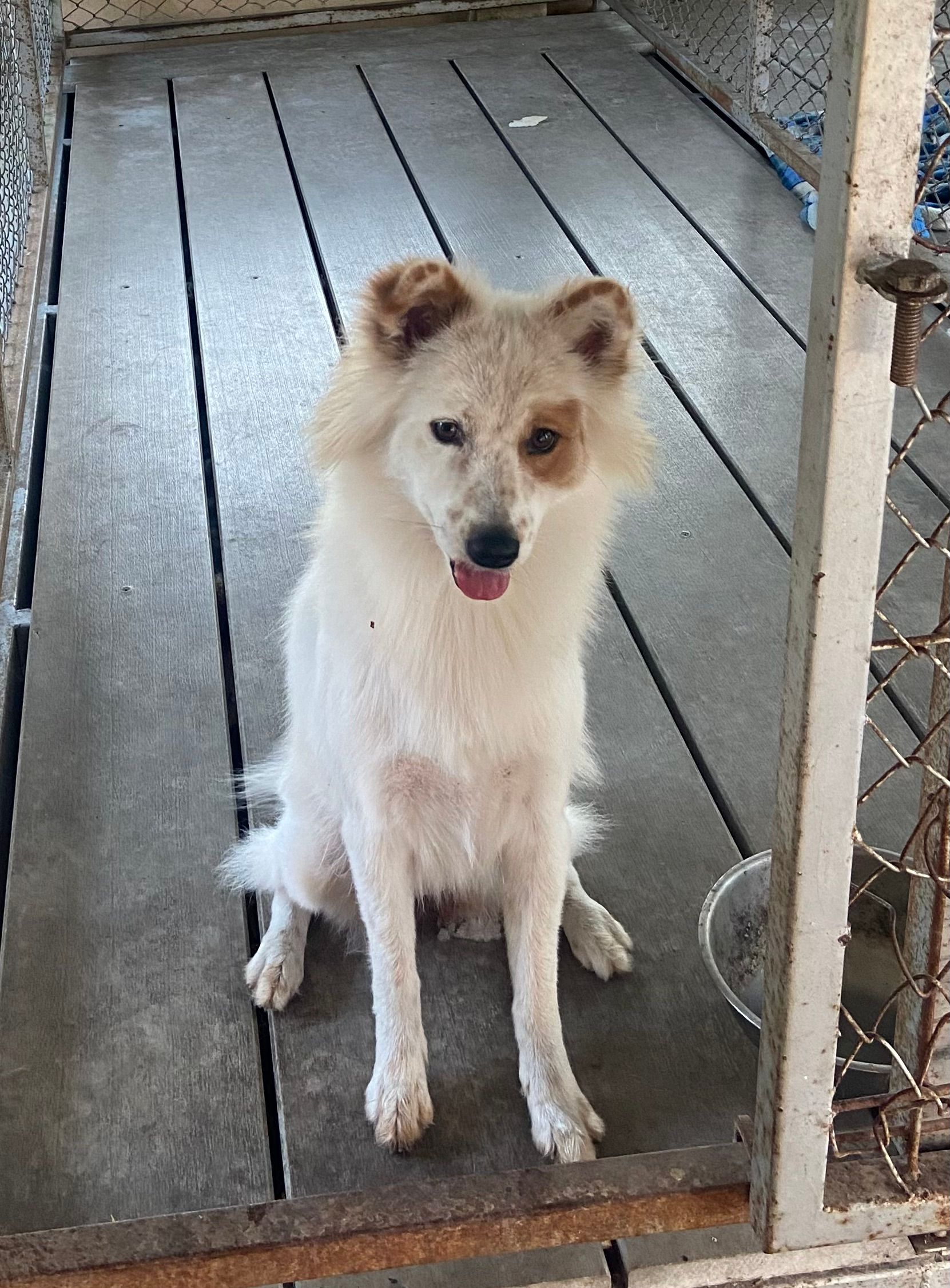 BB - 2090, Pak Chong