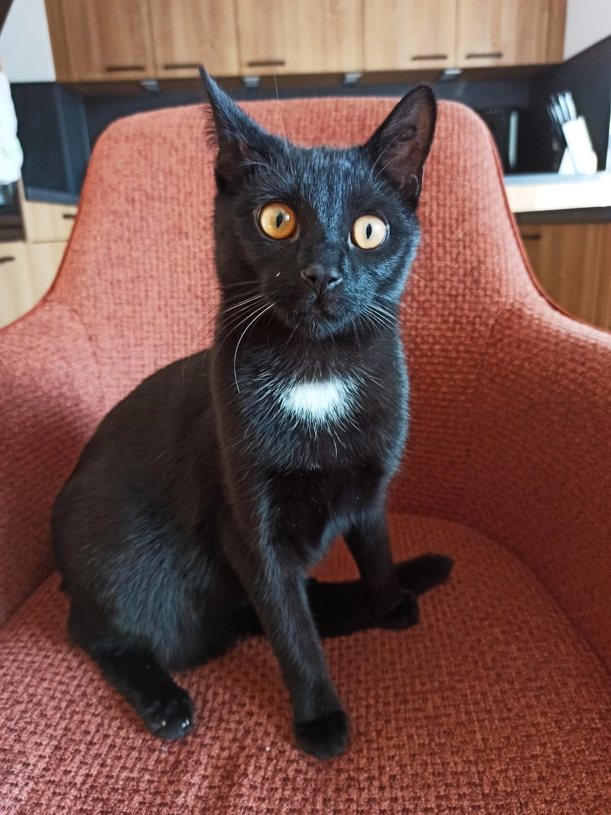 Paco - Brunhuberstraße, Regensburg