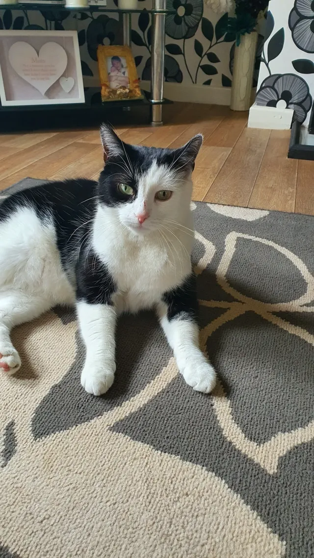 Tilly - Booth Crescent, Mansfield