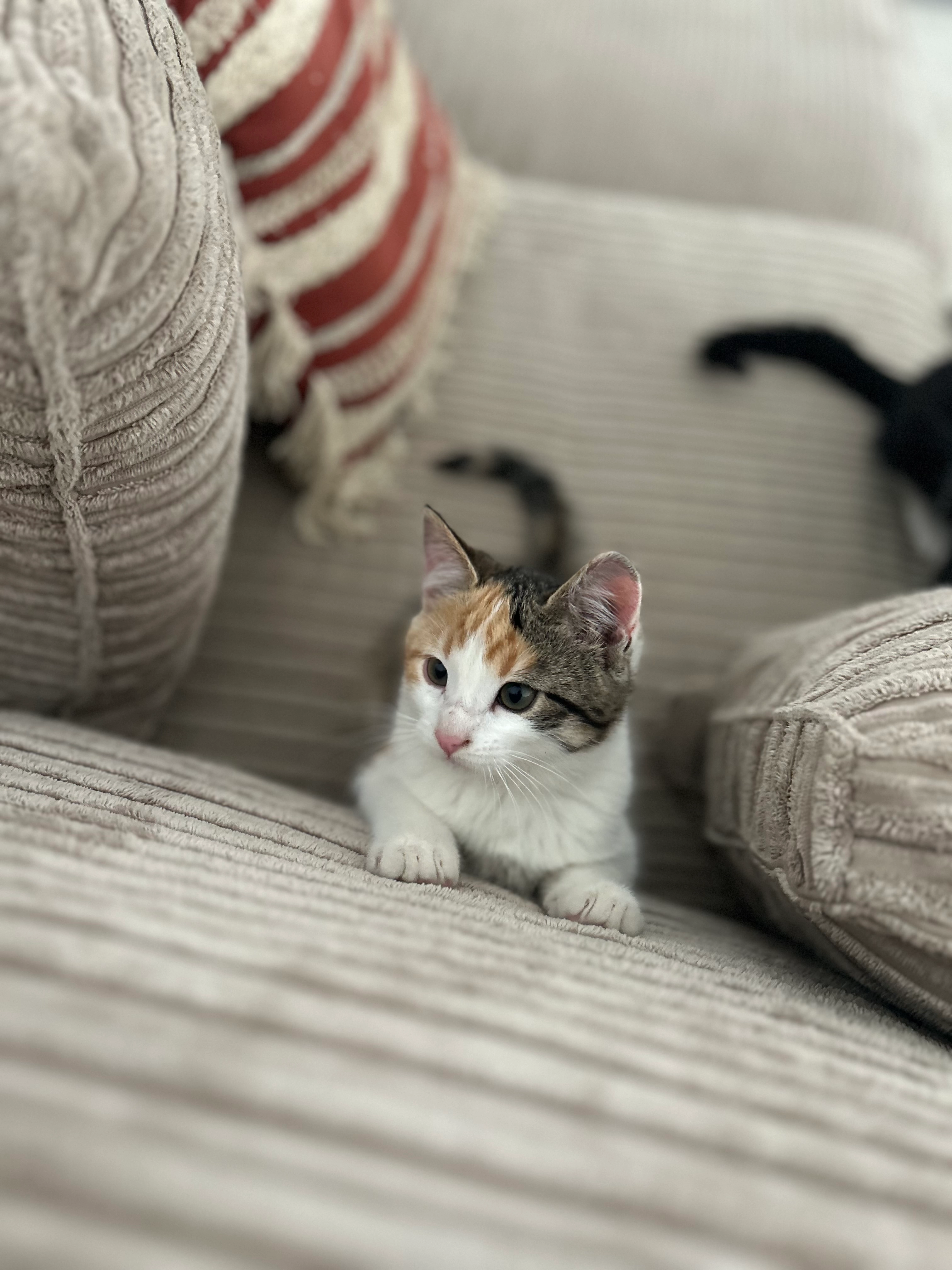 Cooki - Chemin du Carolet, Sion