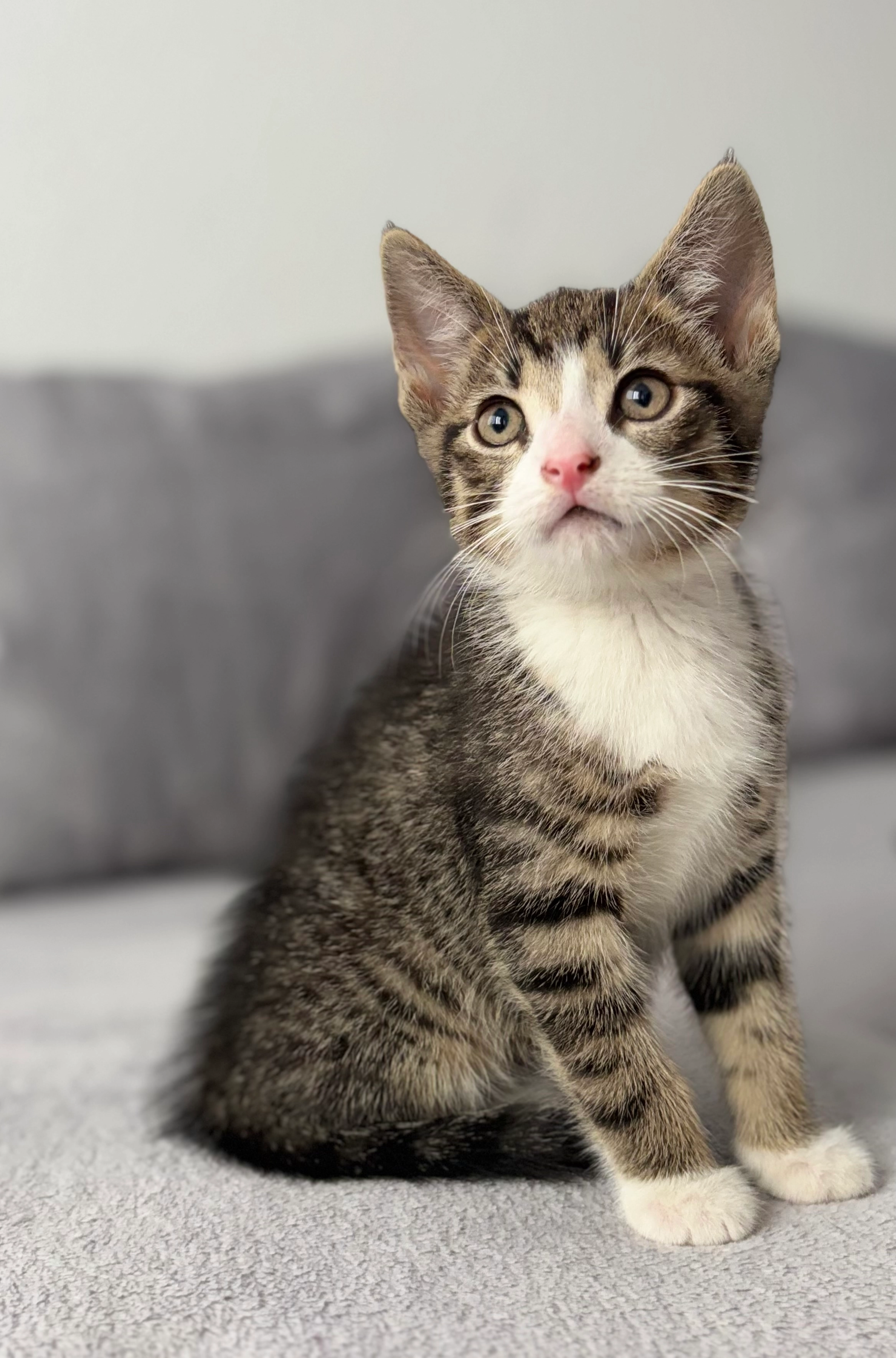 Simba  - Von-Stauffenberg-Straße, Schwerin