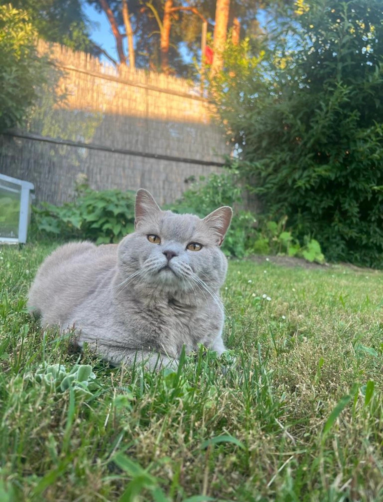 Zeus  - Am Mühlenberg, Niedere Börde