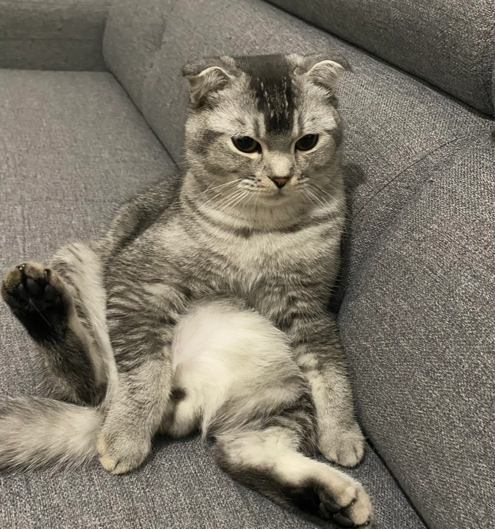 Barsik - Rue De La Marquise De Sévigné, Strasbourg