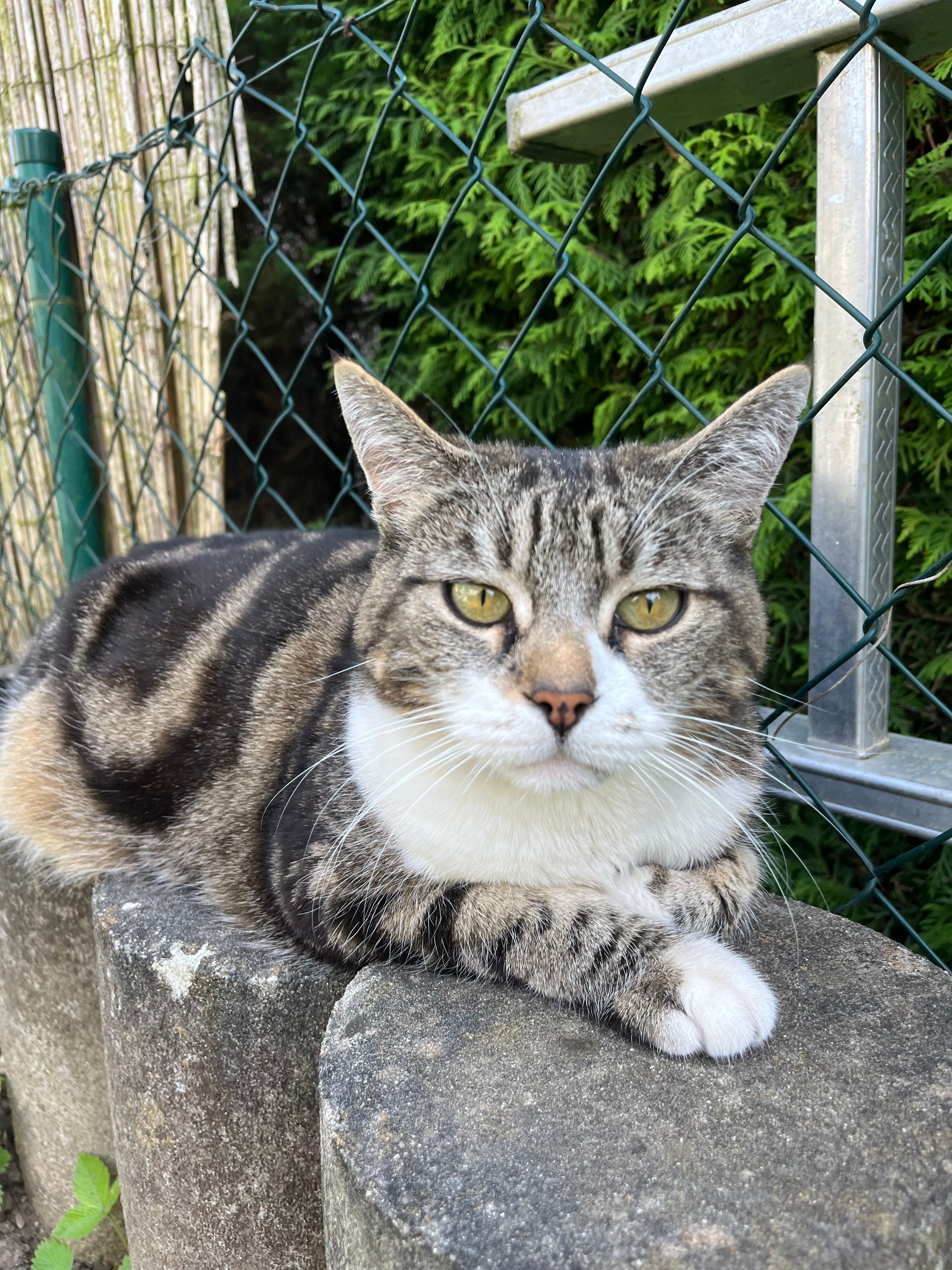 Stella - Am Oberen Anger, Ingolstadt