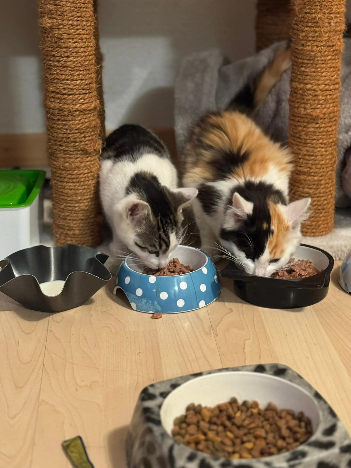 Leo - Bottigenstrasse, Bern