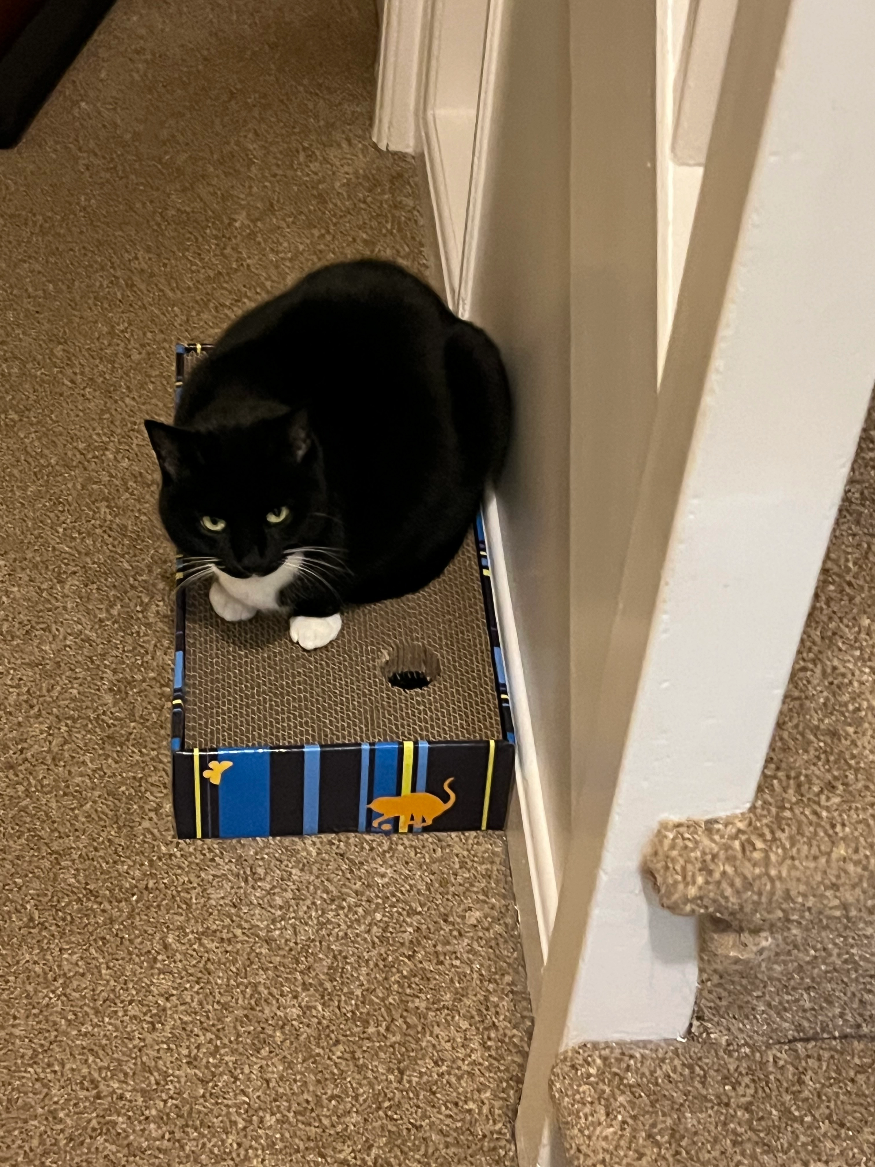 Tux - Lambert Drive, Dunfermline