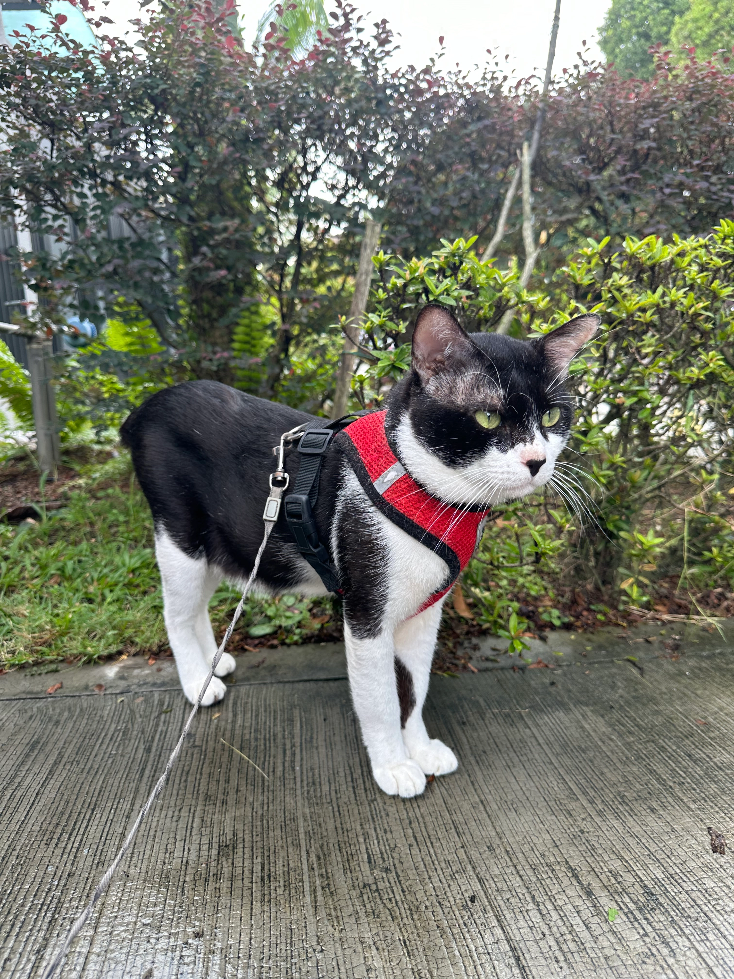 Dak Dak  - 47650, Subang Jaya