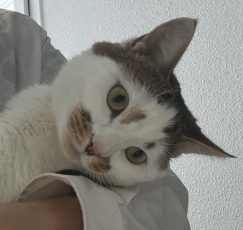 Picasso  - 23 Rue du Village, Métabief