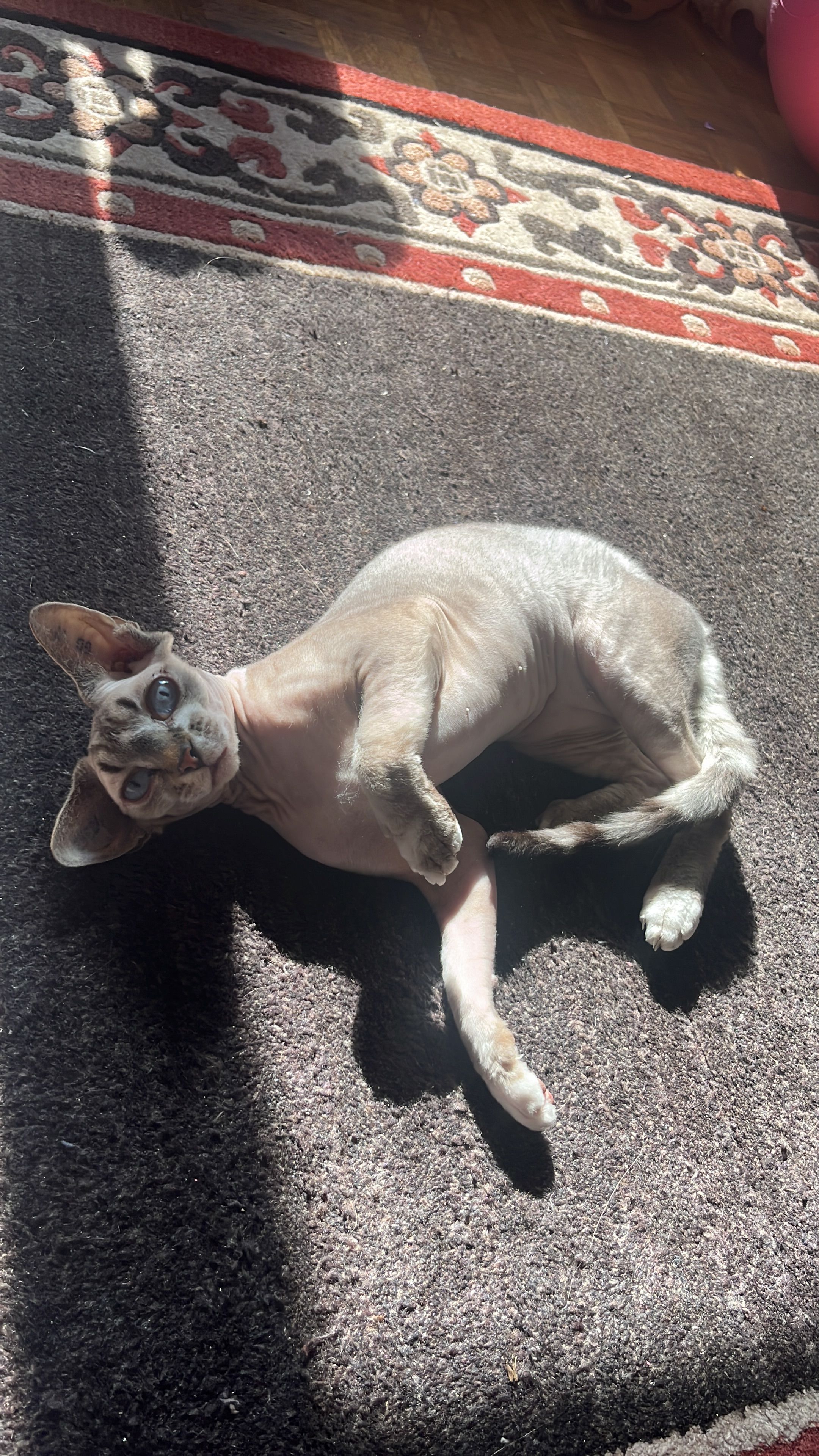 Lilly - 85661, Forstinning