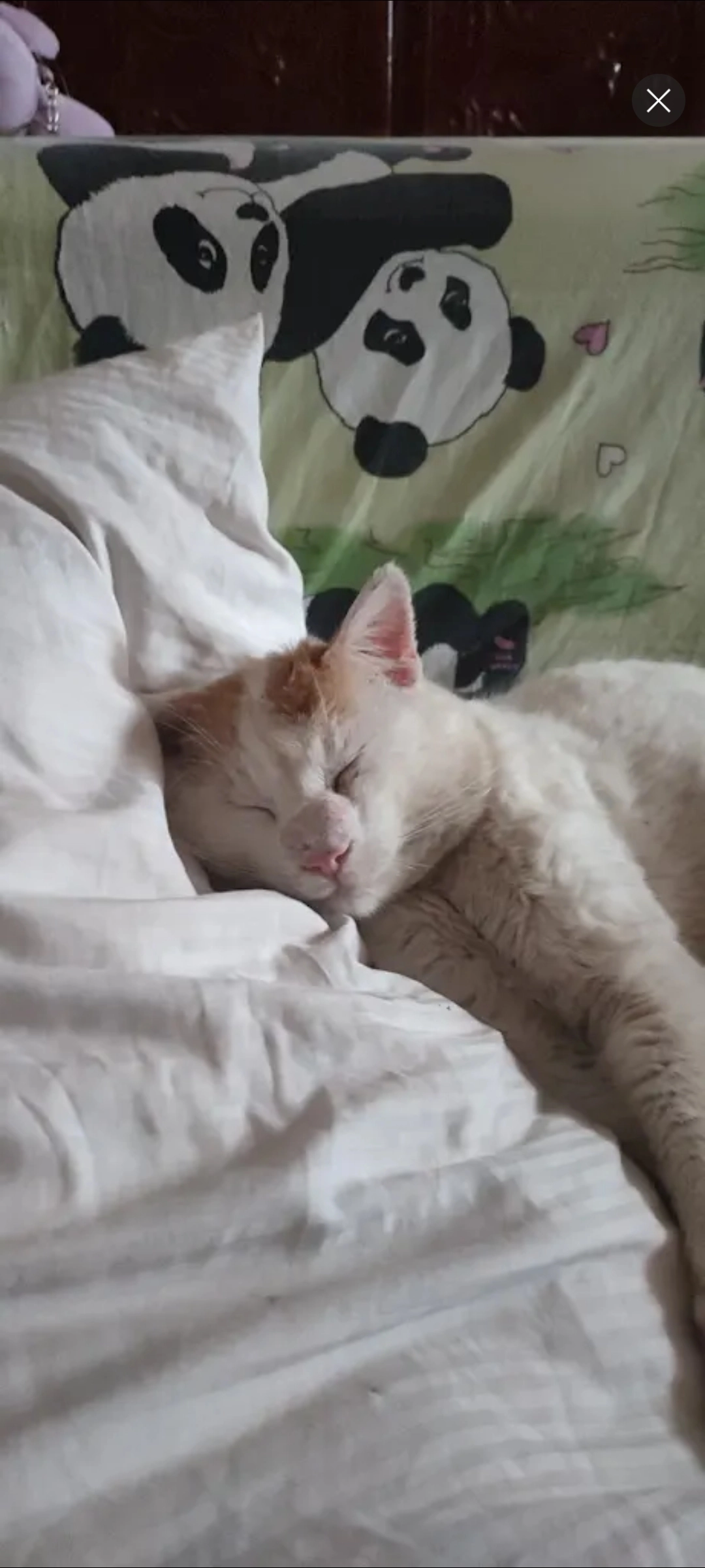 Tom - Dj208i, Vânători